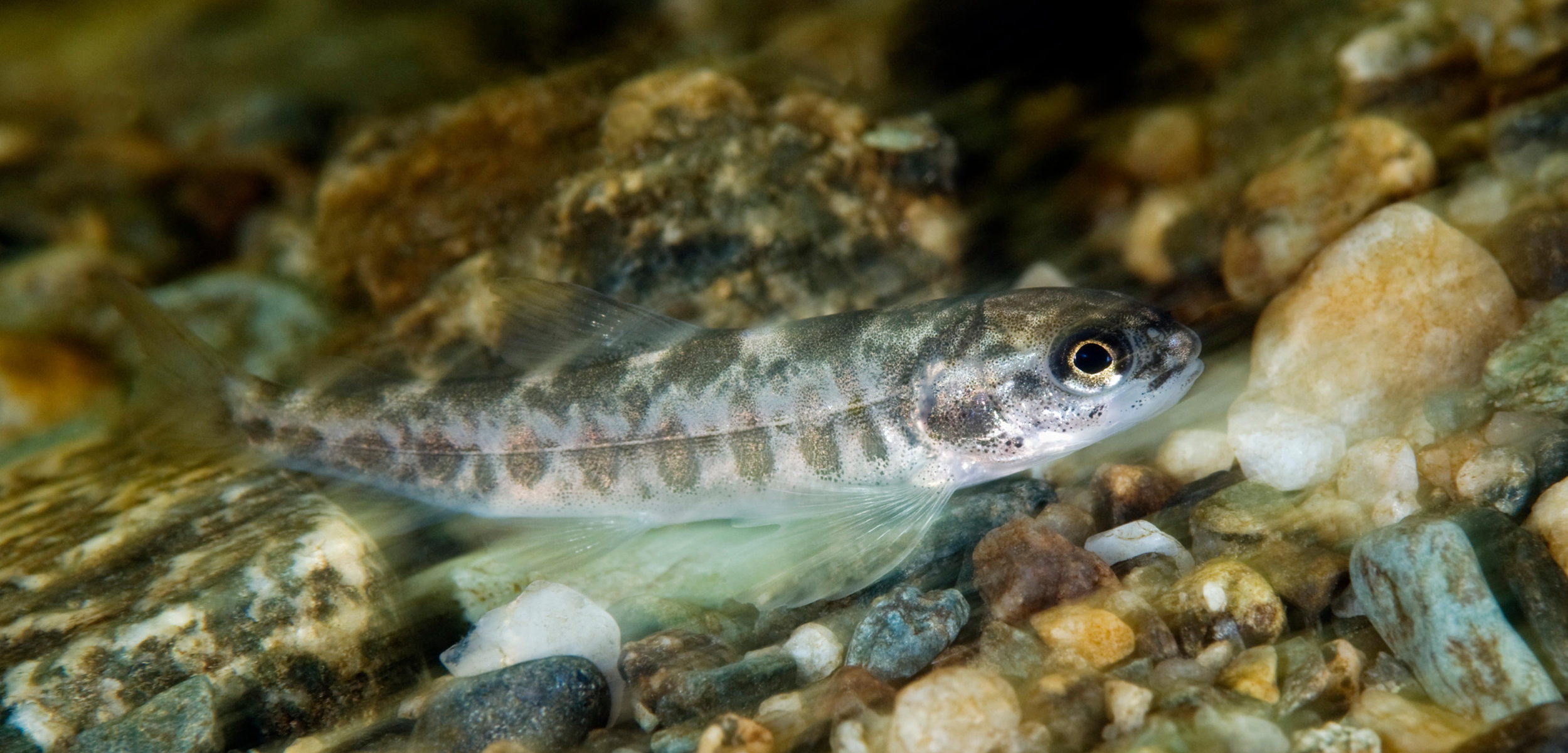 Fear of the unknown: a young salmon’s desire to migrate downstream can be influenced by anxiety. Photo by Nature Picture Library/Alamy Stock Photo