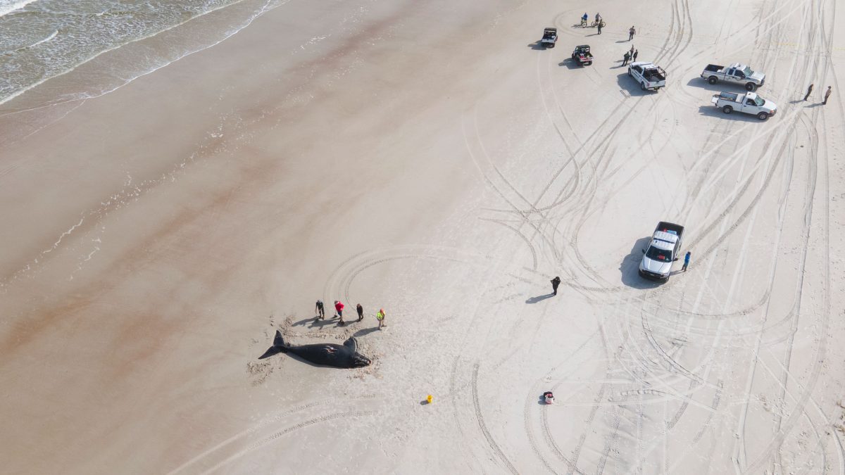 aerial of dead whale on a beach