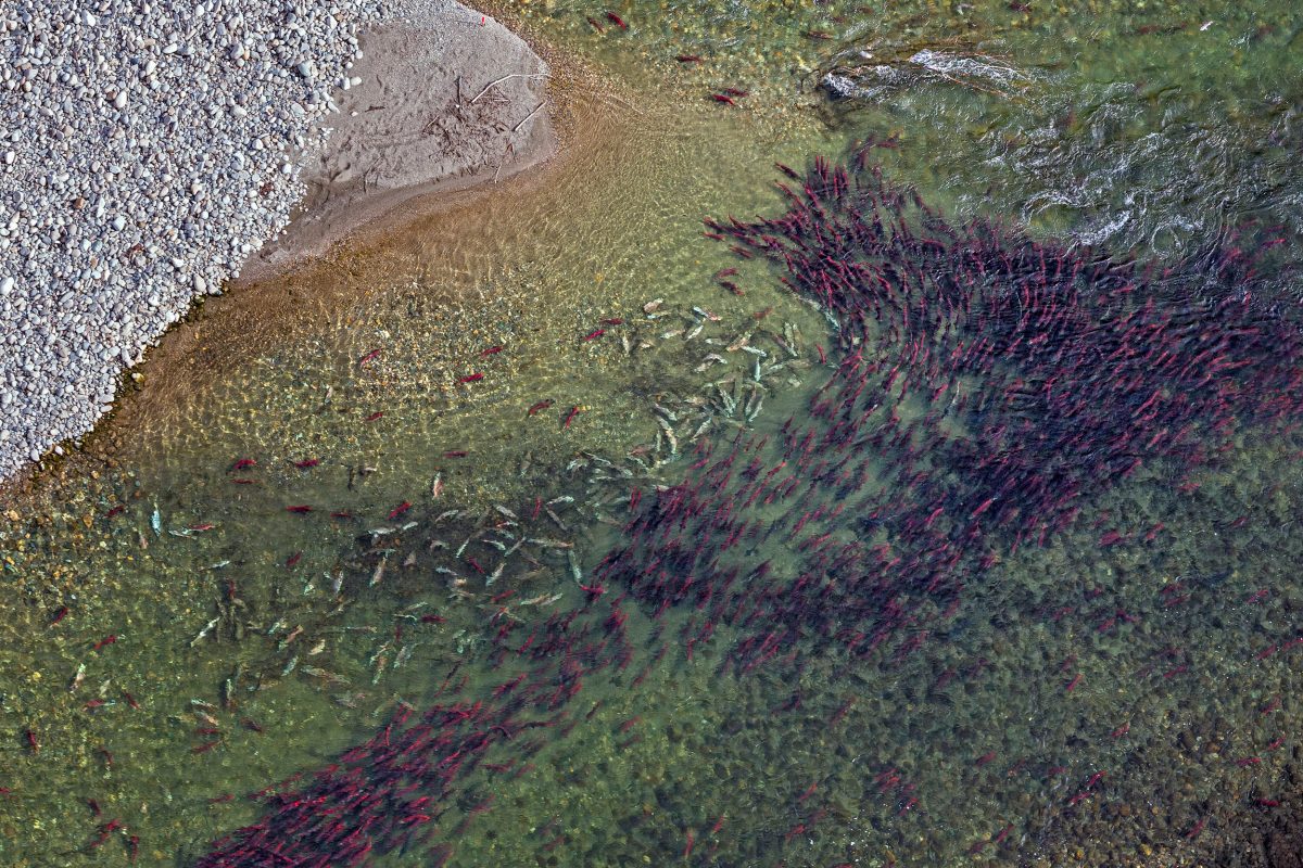 Sockeye Salmon (Oncorhynchus nerka) swimming upstream during spawning run