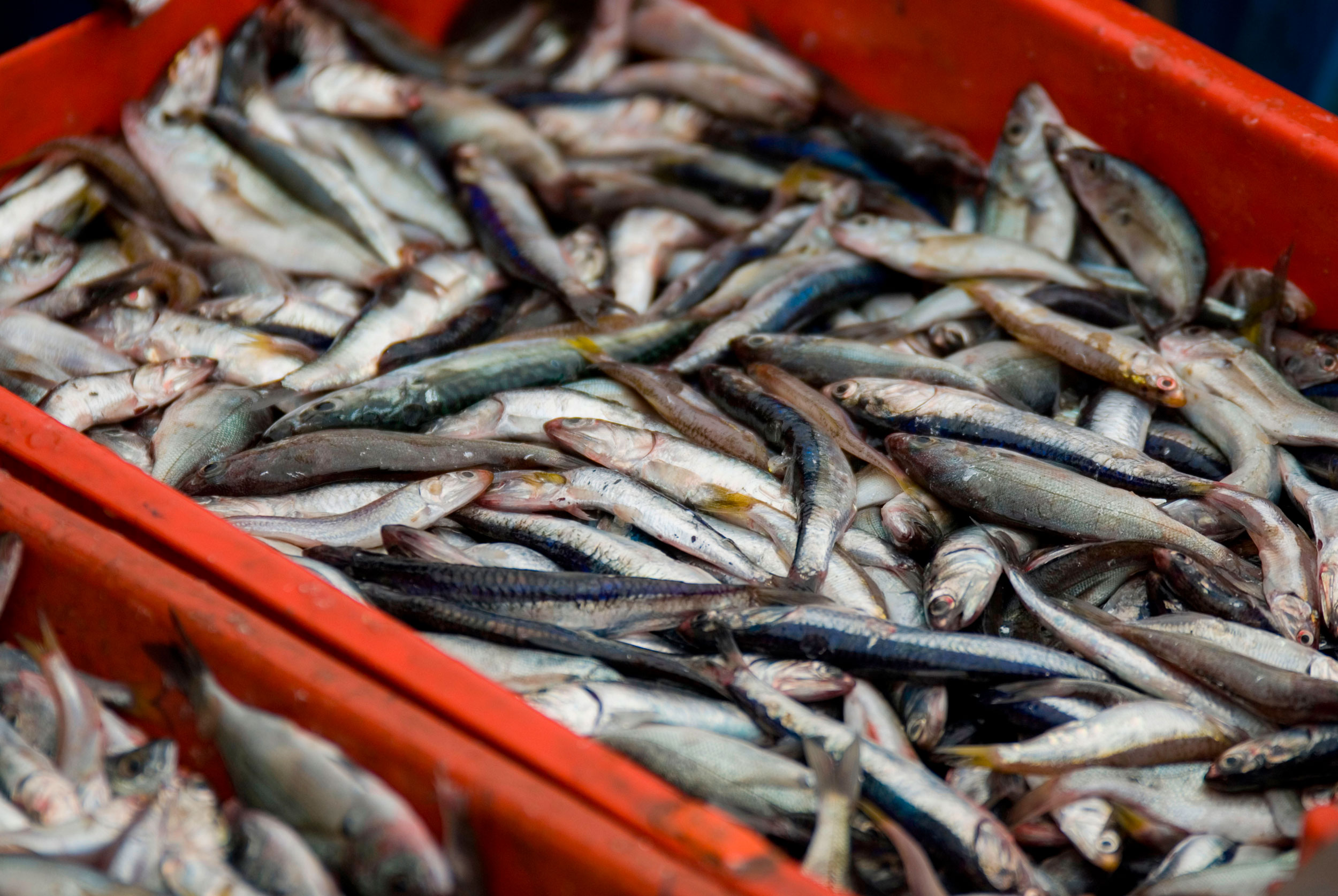 Ten million tonnes of fish wasted every year despite declining