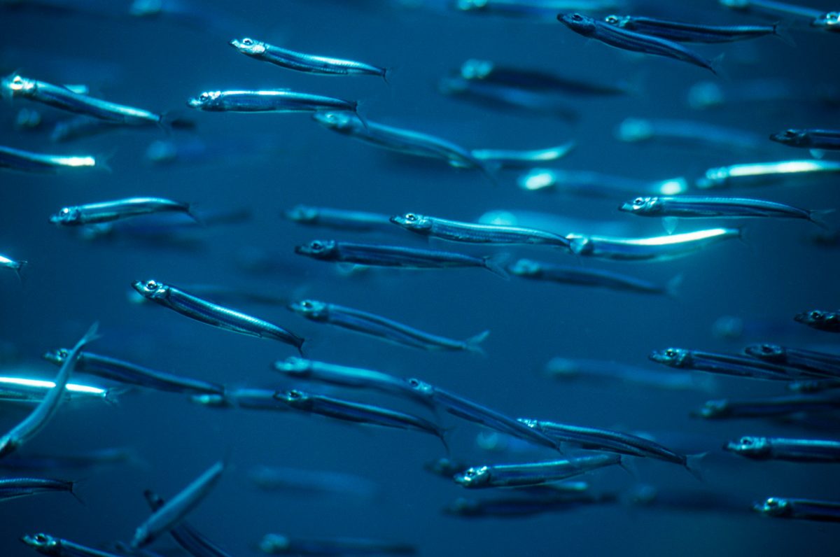 anchovies swimming underwater