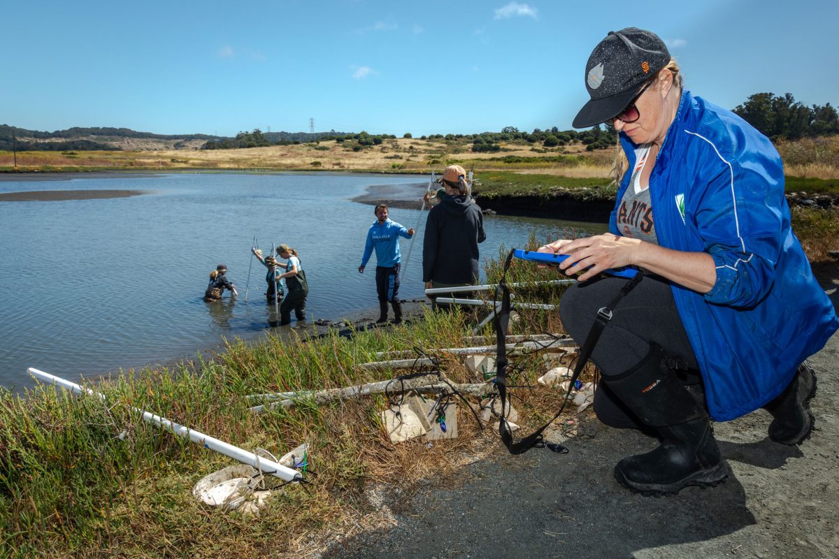 April Ridlon takes notes at an Oly restoration project in Elkhorn Slough.