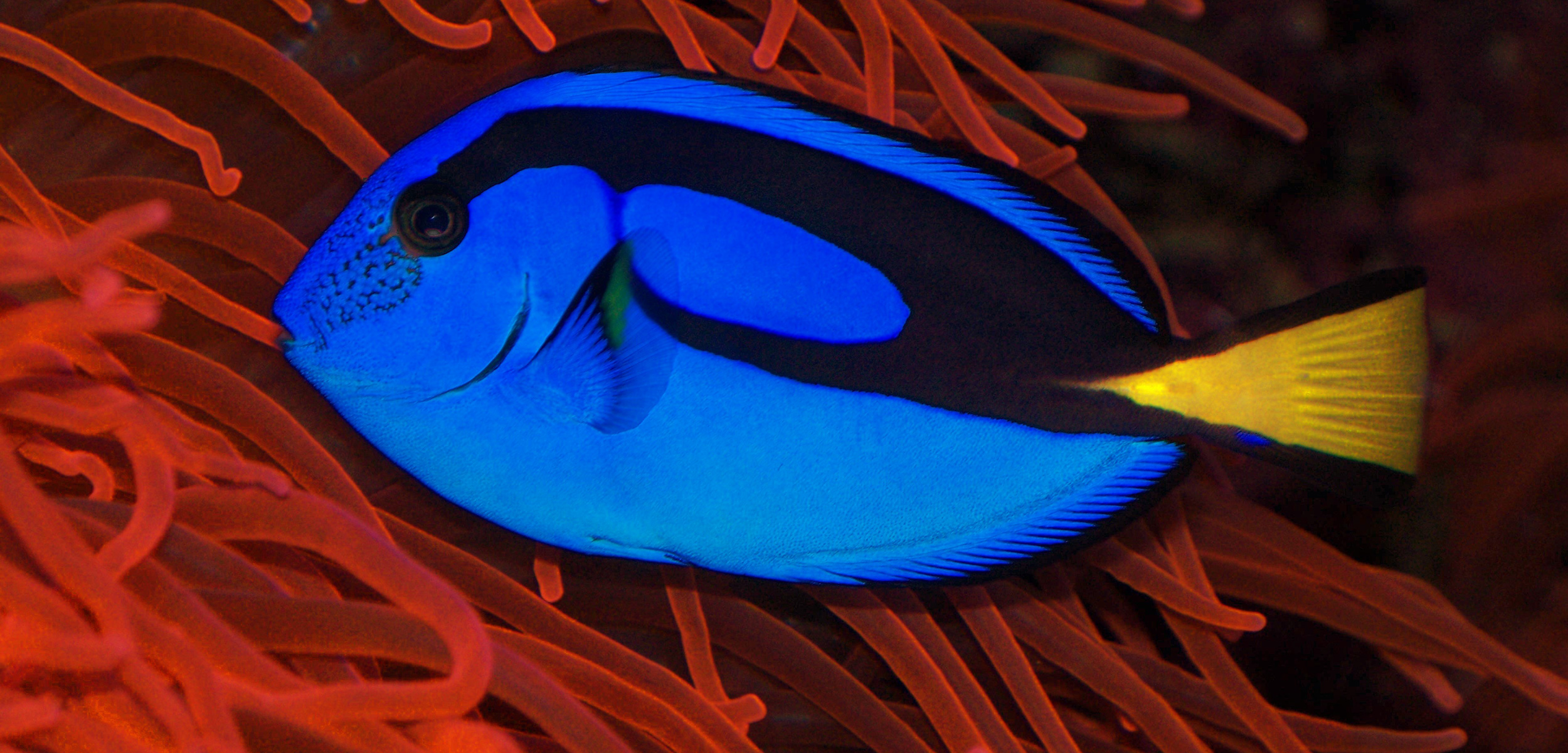 Five Aquarium Fish Best Left in the Ocean