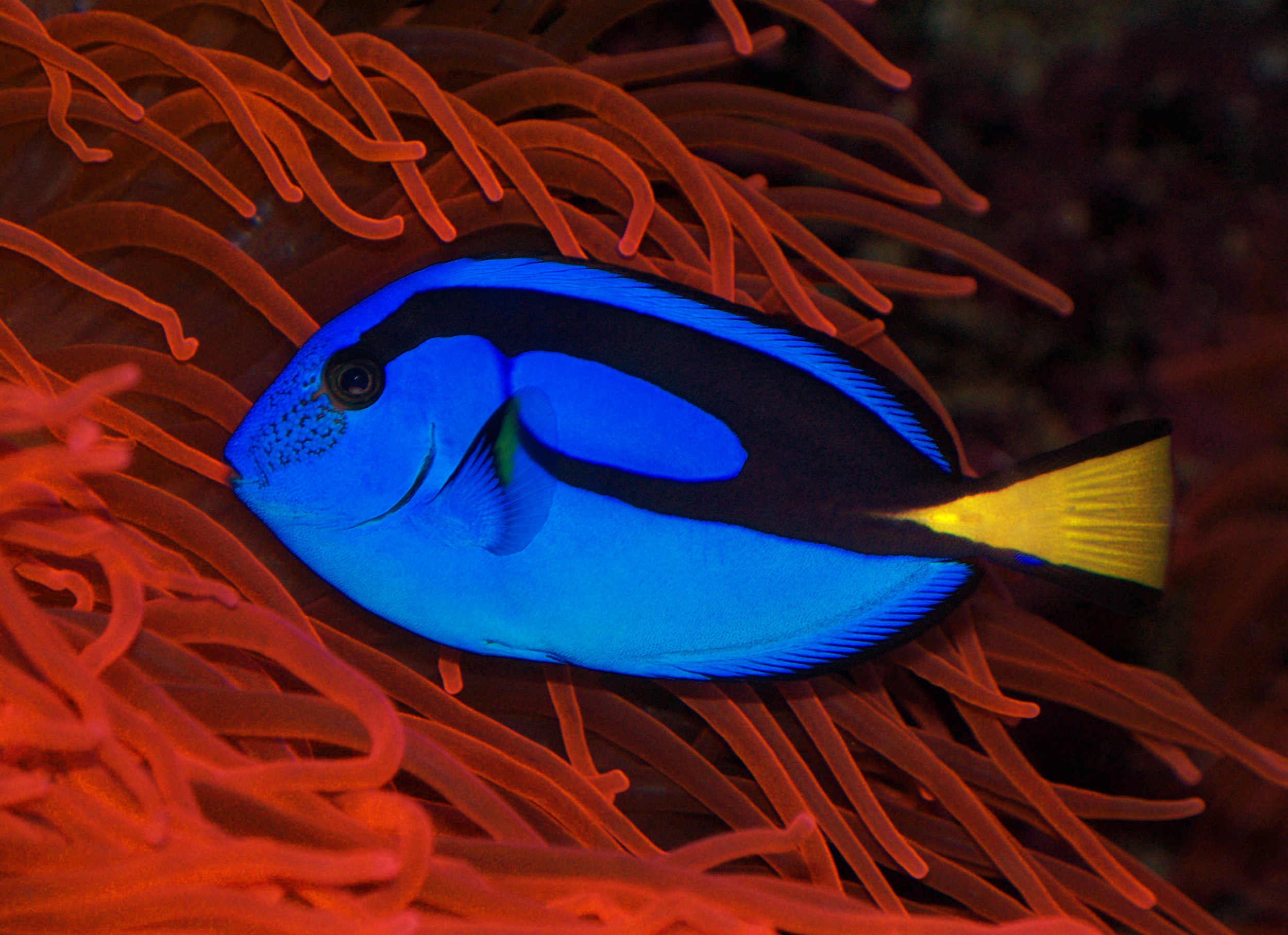 https://hakaimagazine.com/wp-content/uploads/aquarium-reef-fish-blue-tang.jpg