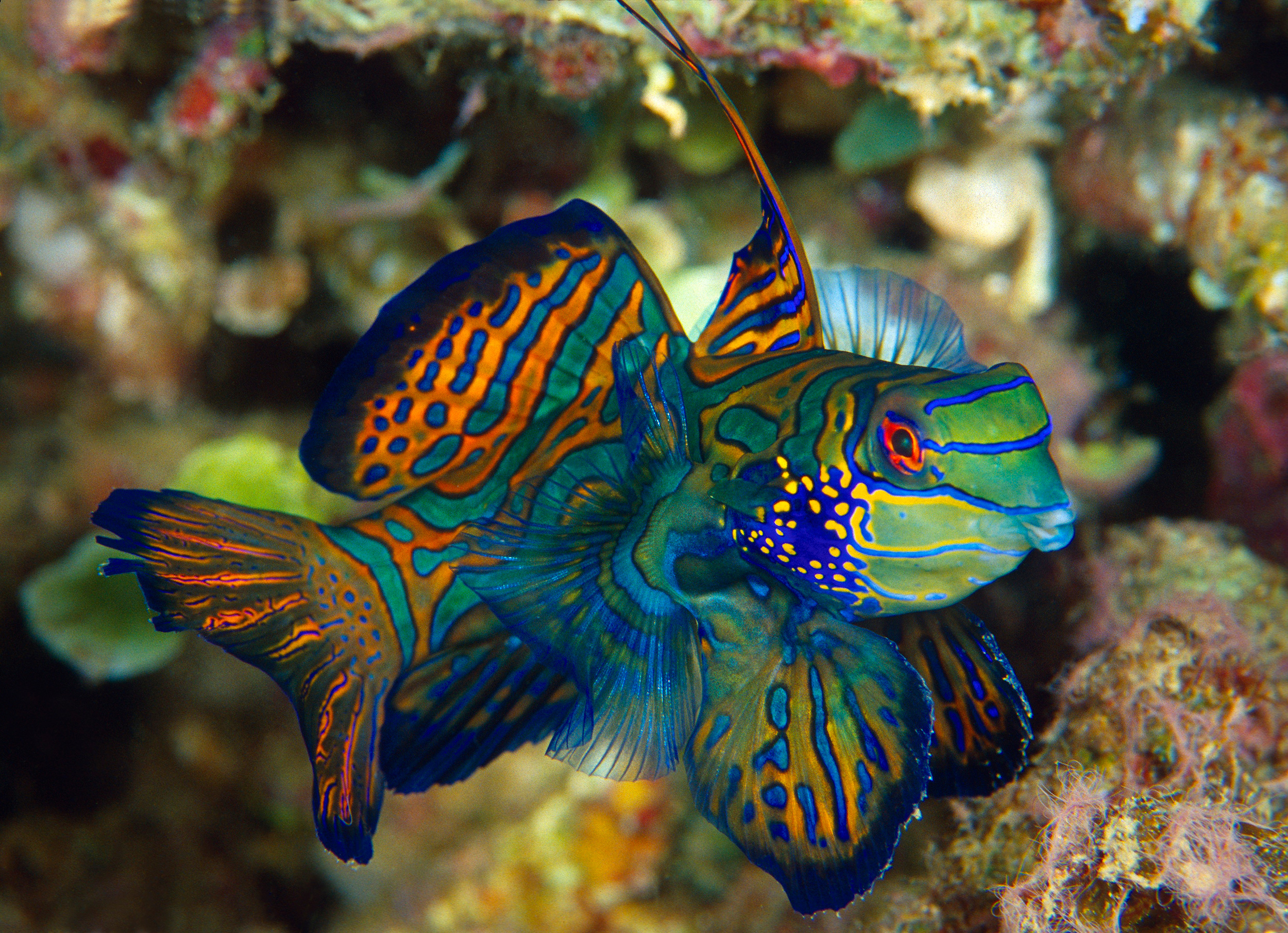 Five Aquarium Fish Best Left in the Ocean | Hakai Magazine