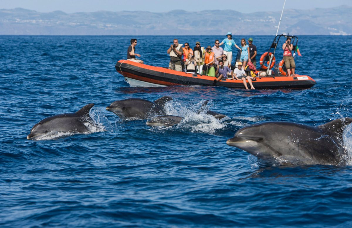 dolphins passing whale watching boat
