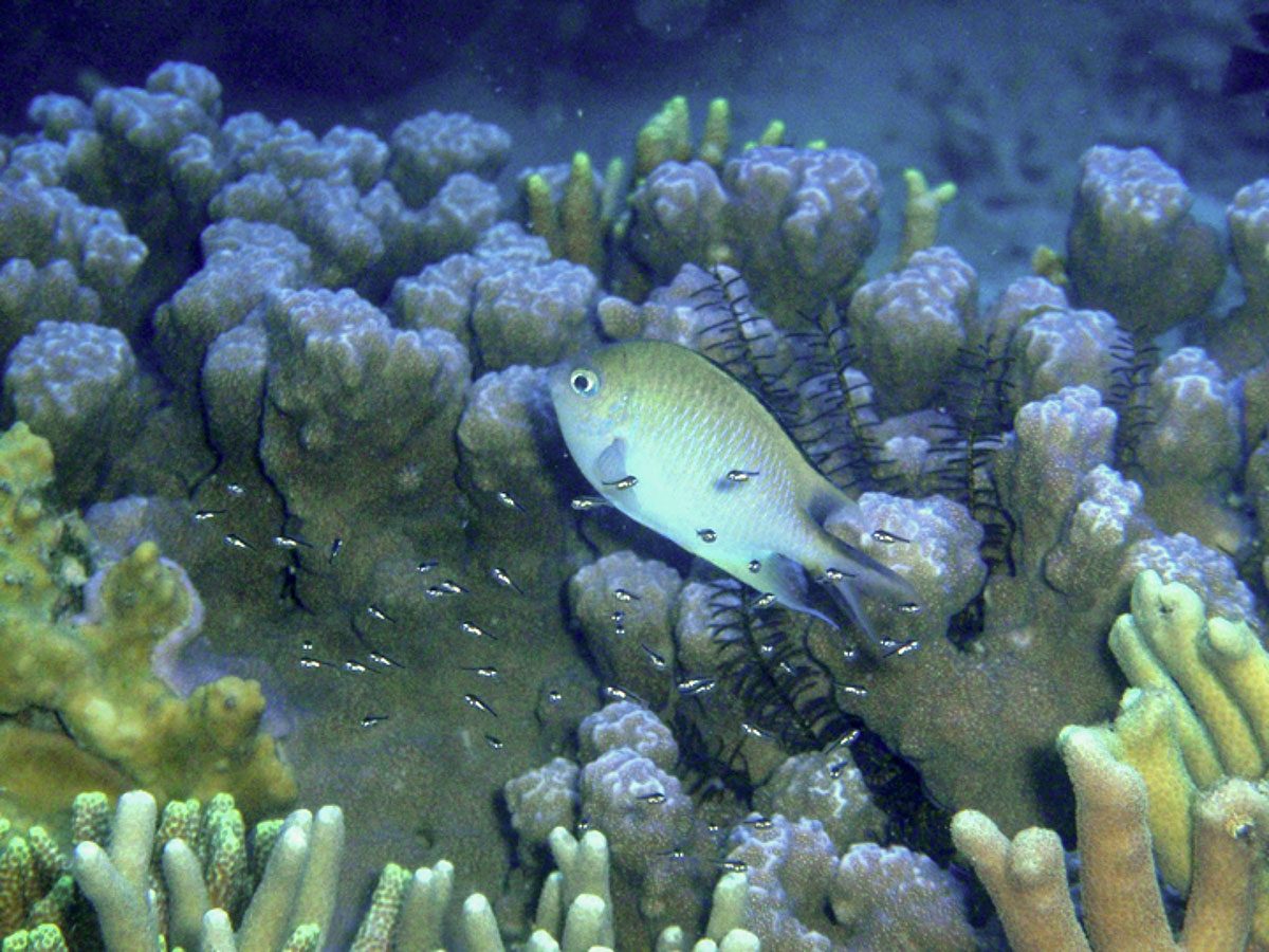 Altrichthys damselfish with babies