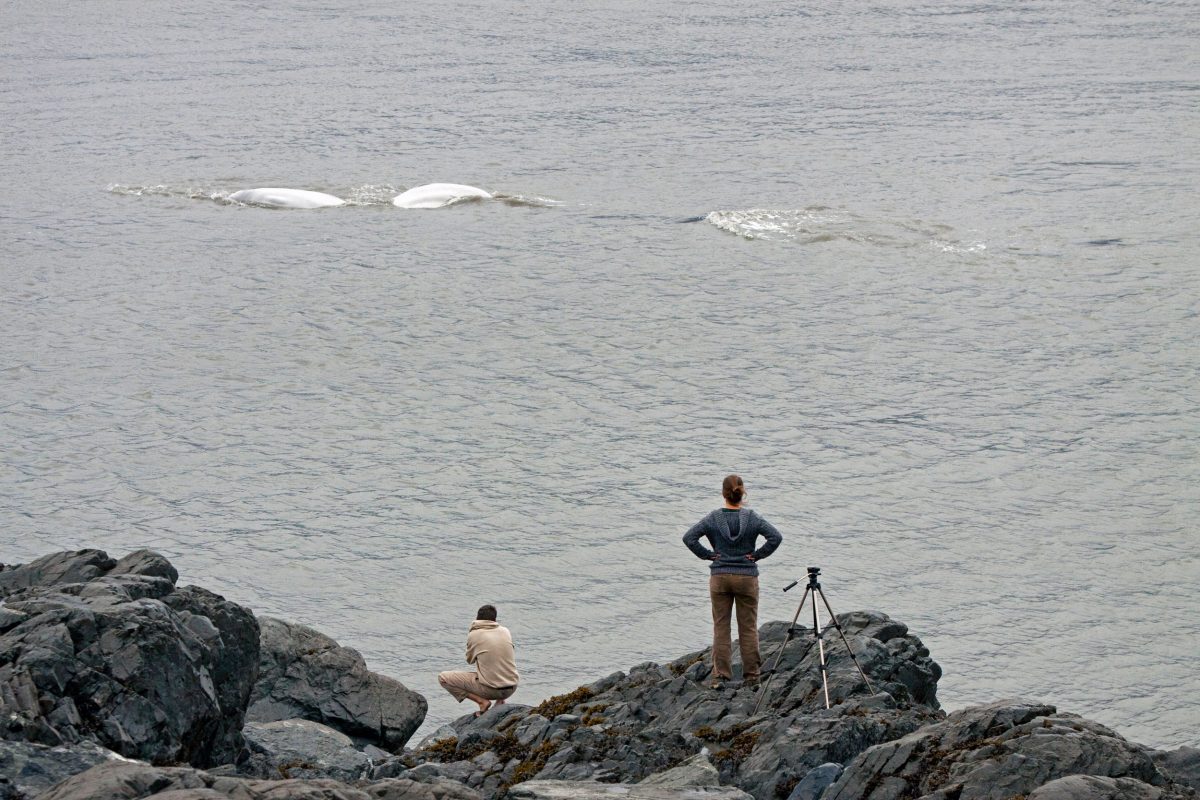 Spectators photograph Beluga Whales surfacing in Turnagain Arm
