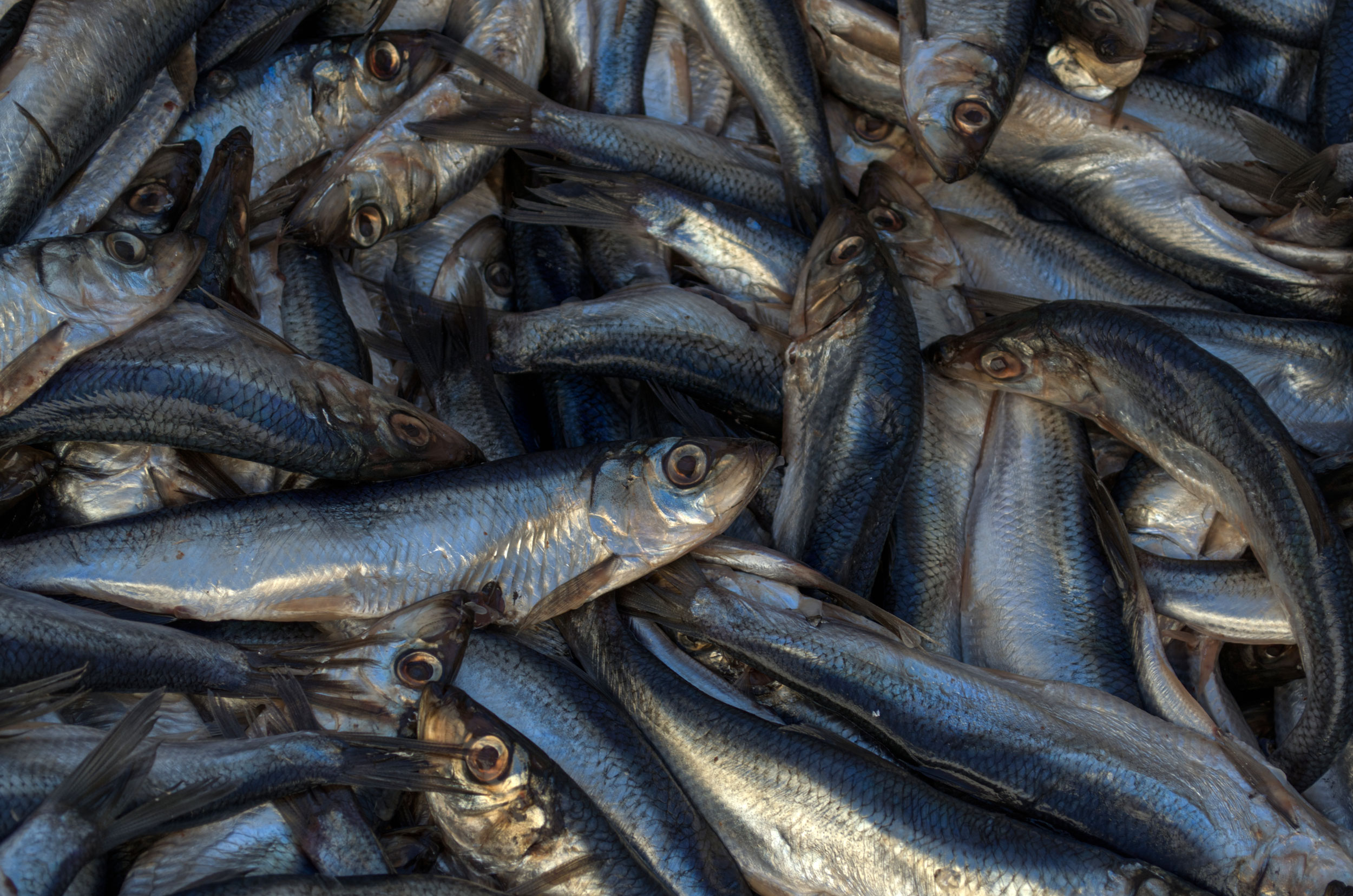 Fish Traps Price, 2024 Fish Traps Price Manufacturers & Suppliers