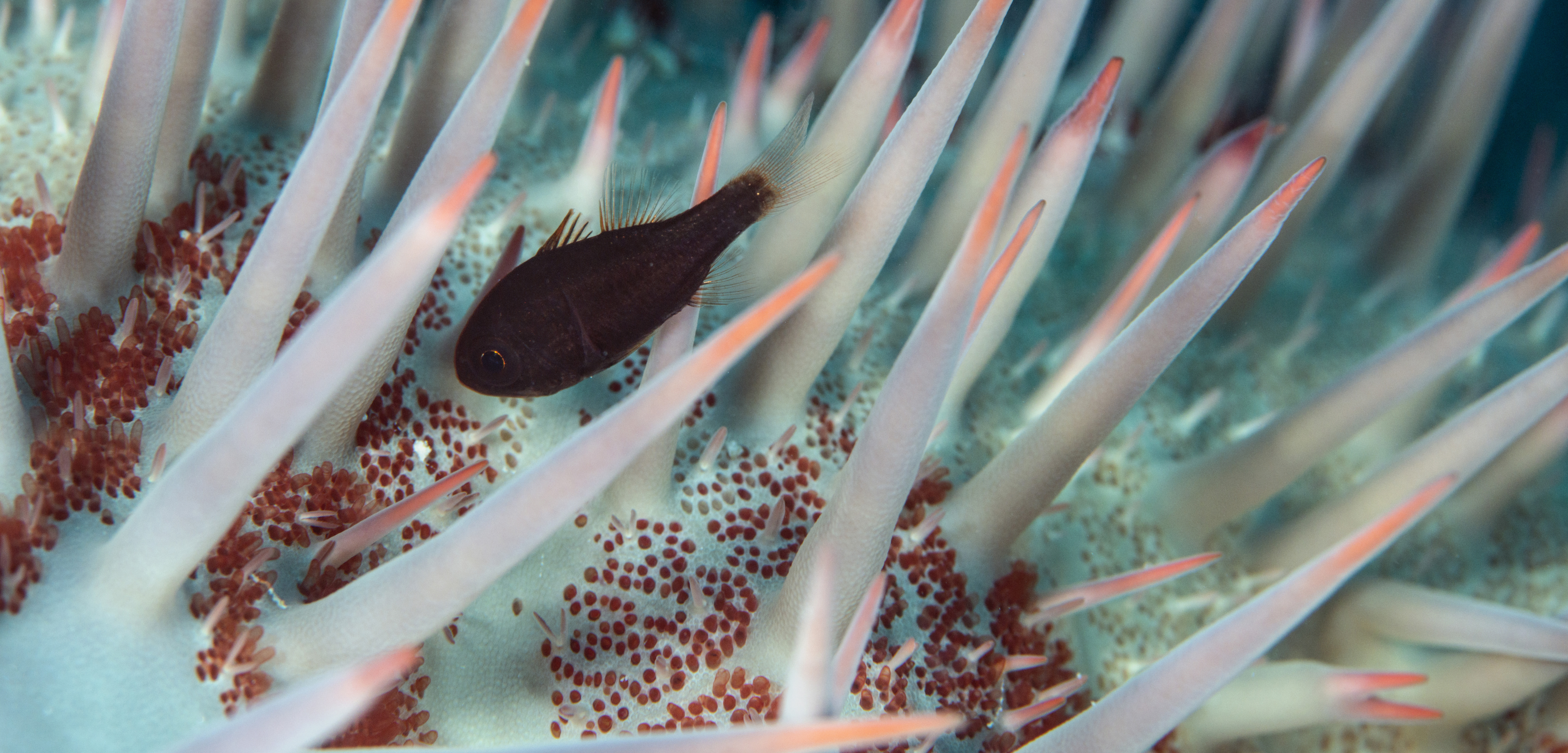 A fish hides out amidst the venomous spines of a Crown of Thorns starfish. Photo by Louise Murray/Robert Harding World Imagery/Corbis