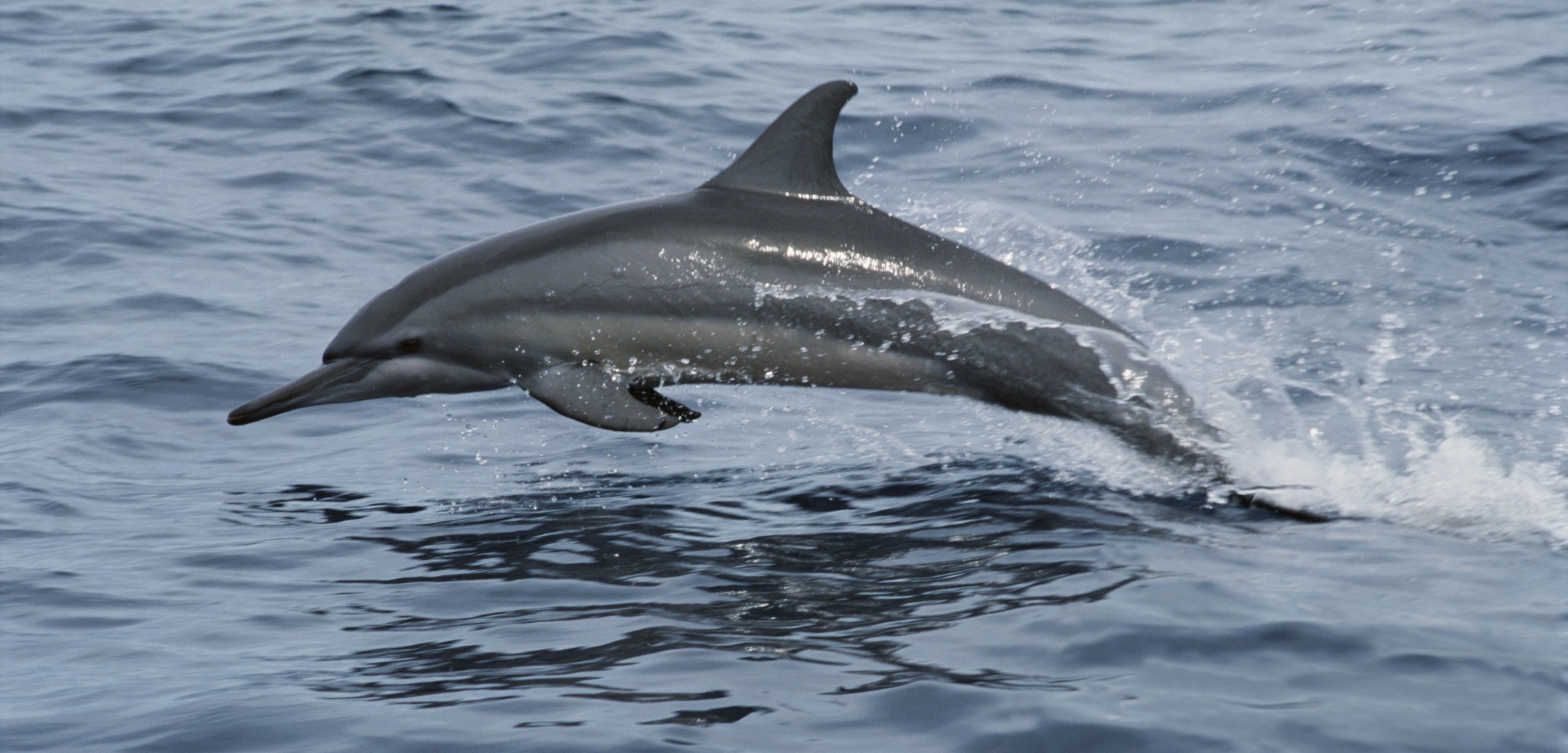 In the Solomon Islands, spinner dolphins are being hunted for their teeth. Photo by Mike Parry/Minden Pictures/Corbis