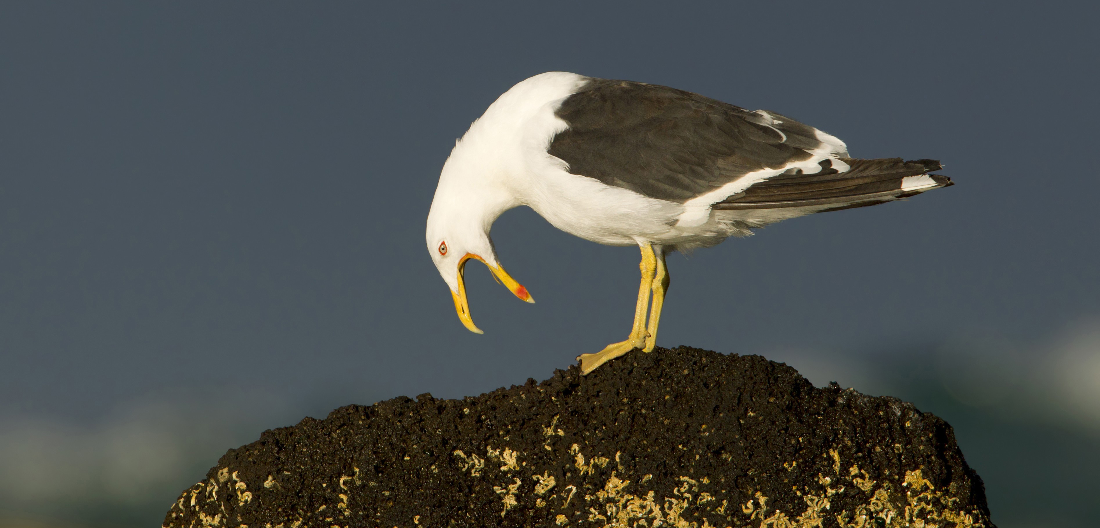 A kelp gull calling for blood, probably. Photo by Rob Drummond/BIA/Minden Pictures/Corbis