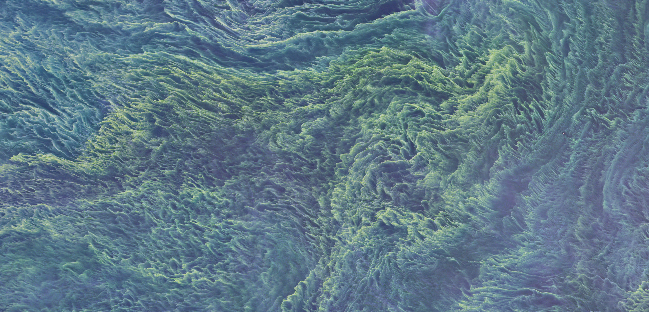 A false-color satellite image of a massive cyanobacteria bloom in the Baltic Sea, as seen by NASA’s Landsat 8. Photo by NASA/Earth Observatory