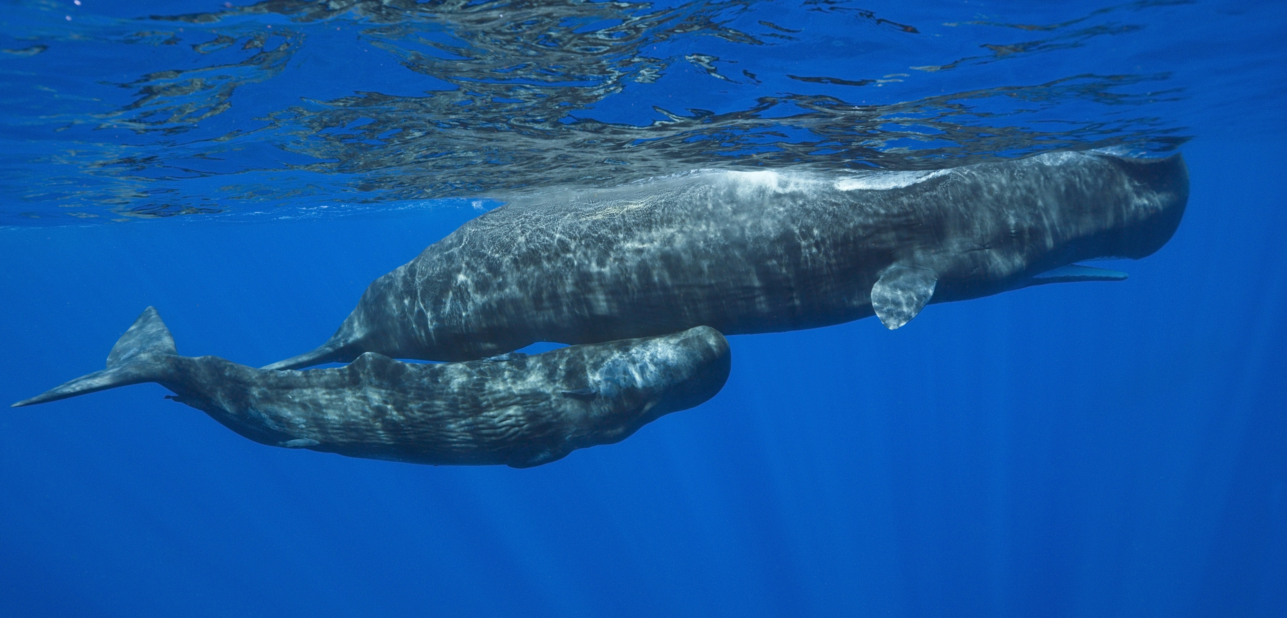 Mother and calf sperm whales swim in the Caribbean. Photo by Reinhard Dirscherl/Corbis