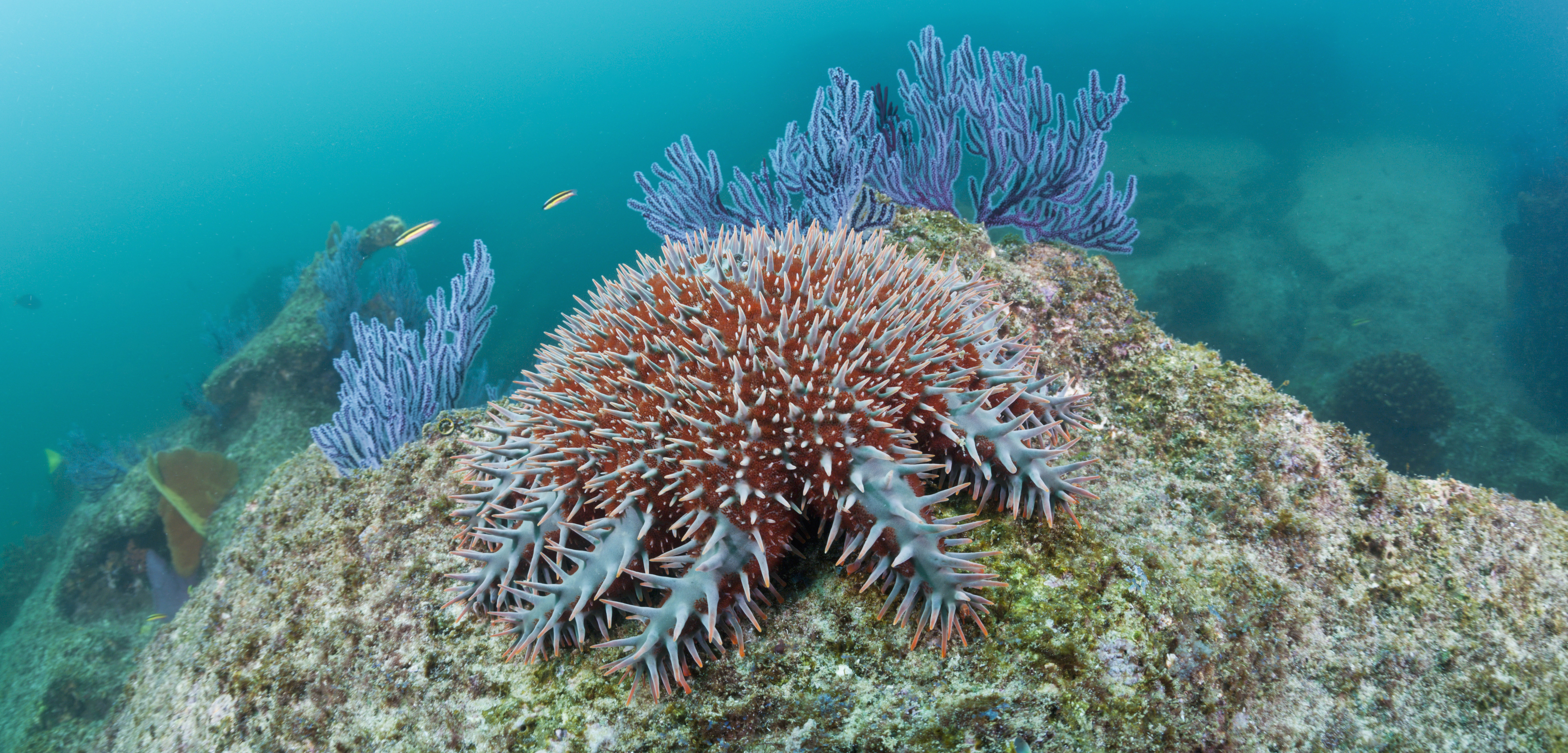 Crown-of-thorns starfish numbers are booming in the Pacific, and this is bad news for coral reefs. Photo by Reinhard Dirscherl/Reinhard Dirscherl/Look-foto/Corbis