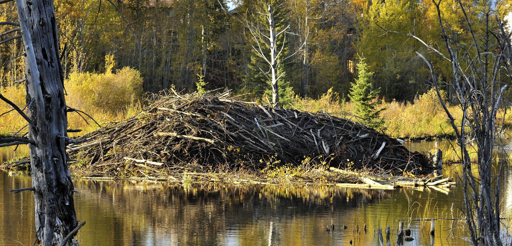 Beavers are ecosystem engineers; and apparently pretty good structural engineers, too. Photo by Robert McGouey/All Canada Photos/Corbis