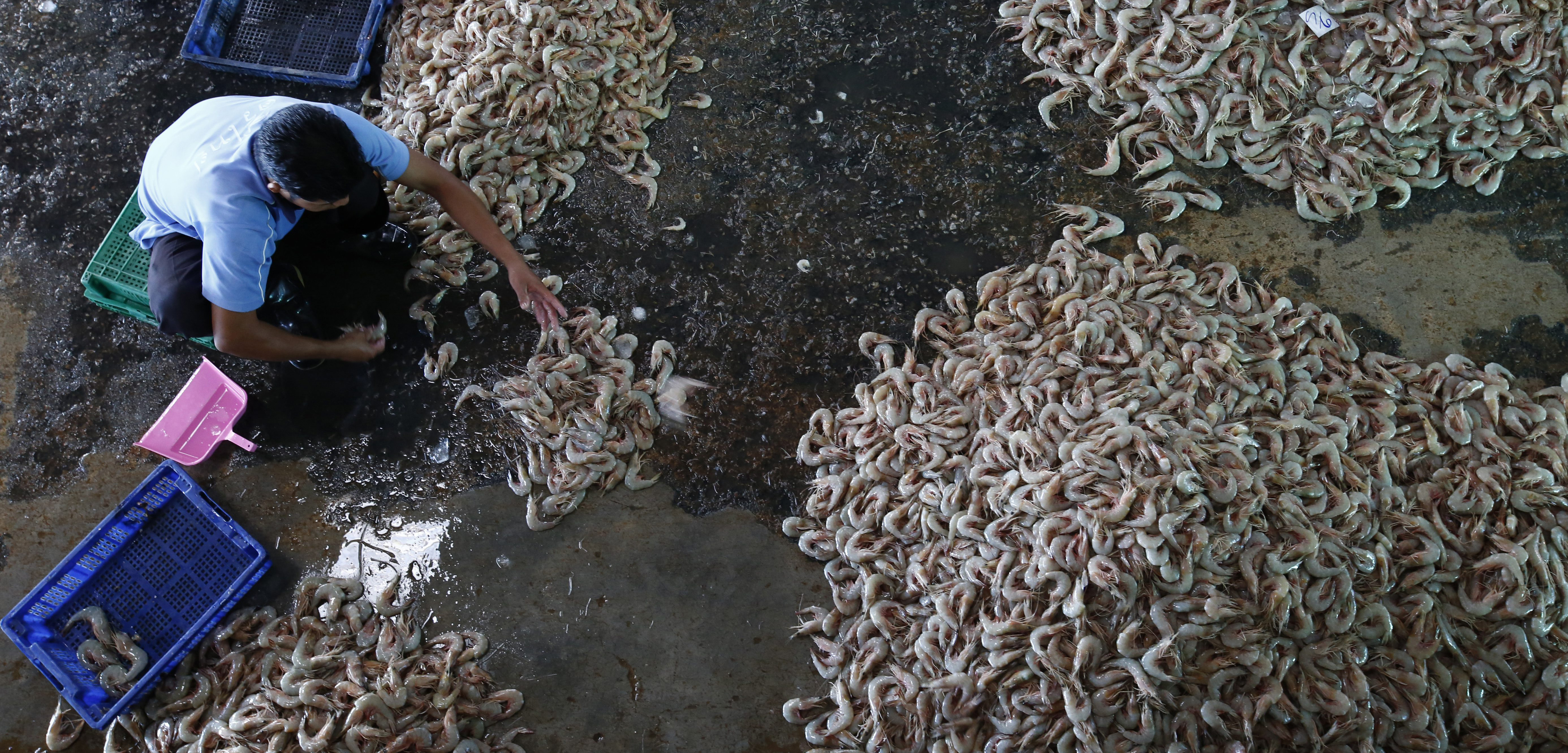 A new investigative report shows that slave workers are used in the Thai shrimp industry, and that the shrimp is being sold in the US, Europe, and Asia. Photo by Barbara Walton/epa/Corbis