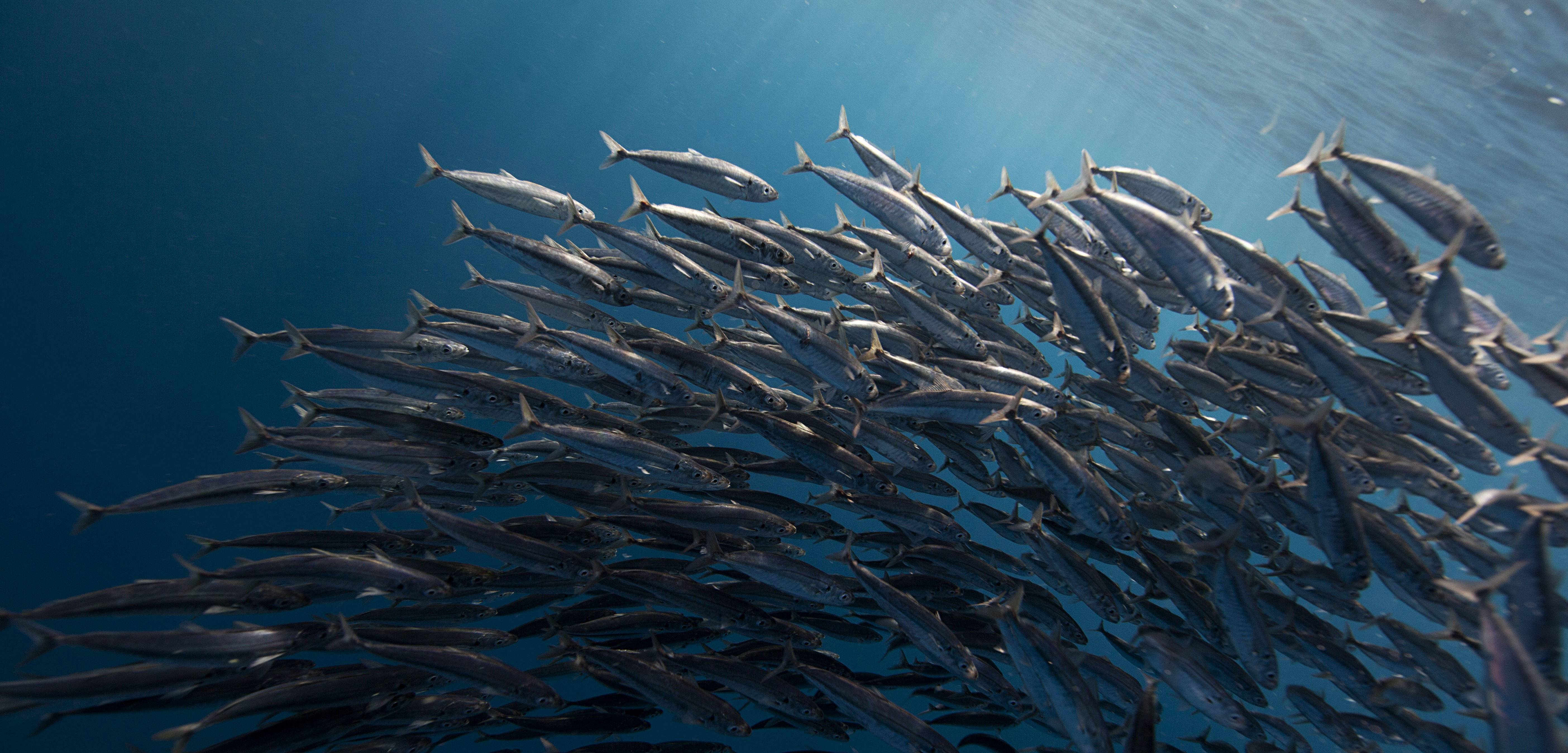 Sardines form a tight “baitball” in the water off California. Photo by jchauser/RooM the Agency/Corbis