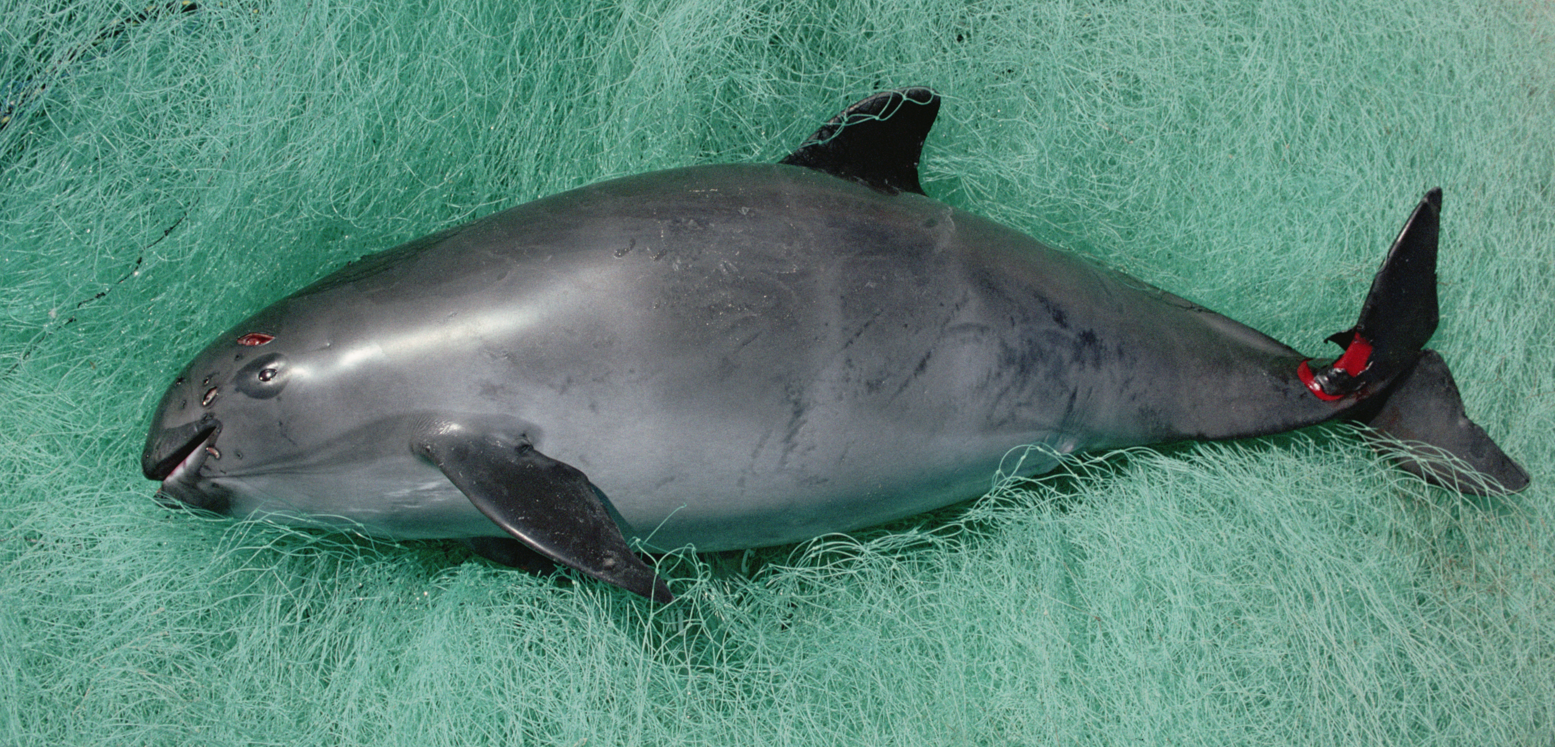 A dead vaquita, killed by a gill net in the Gulf of California. Photo by Flip Nicklin/Minden Pictures/Corbis