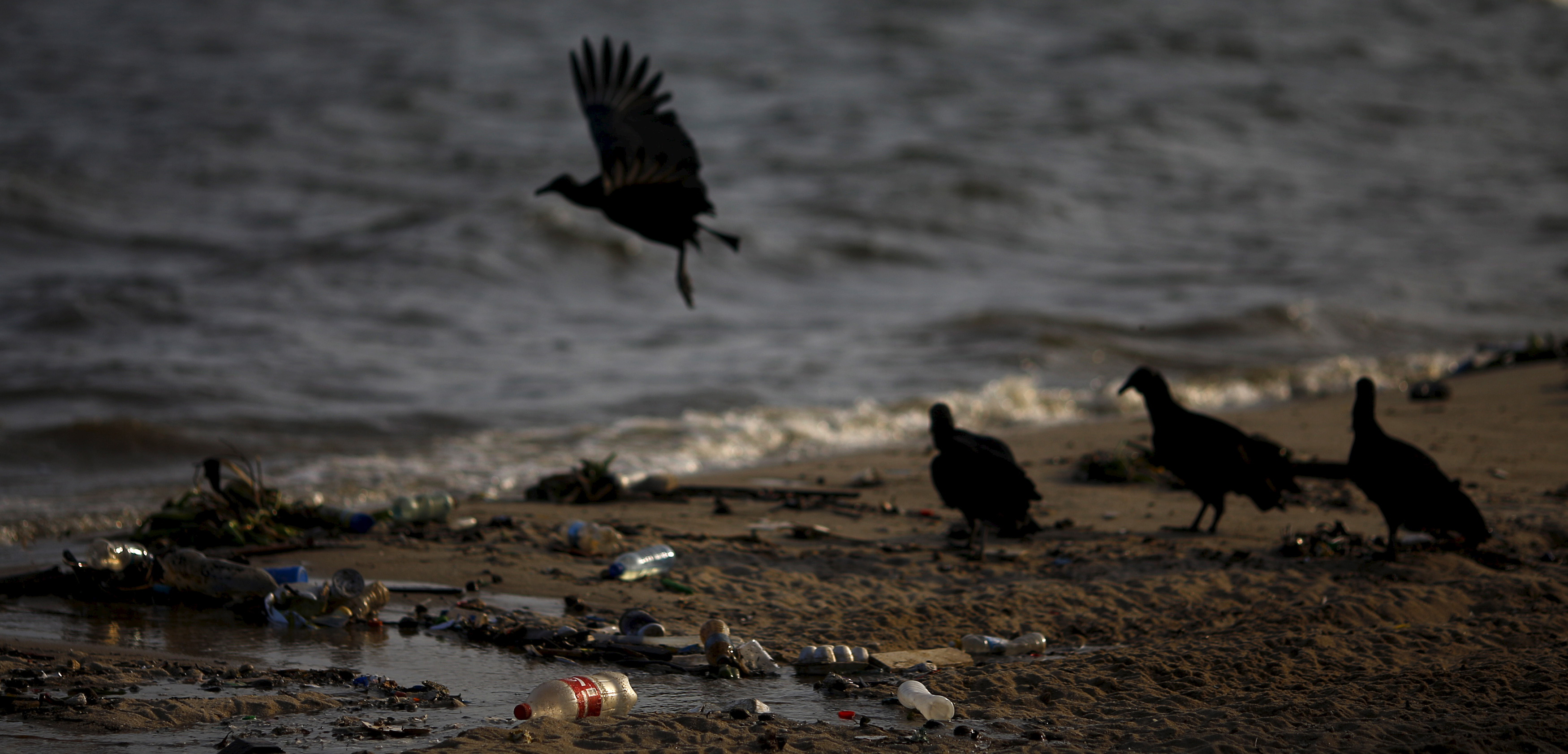 Vultures gather in Brazil’s Guanabara Bay, the site of a number of aquatic sports in the upcoming 2016 Rio Olympics. Photo by Ricardo Moraes/Reuters/Corbis