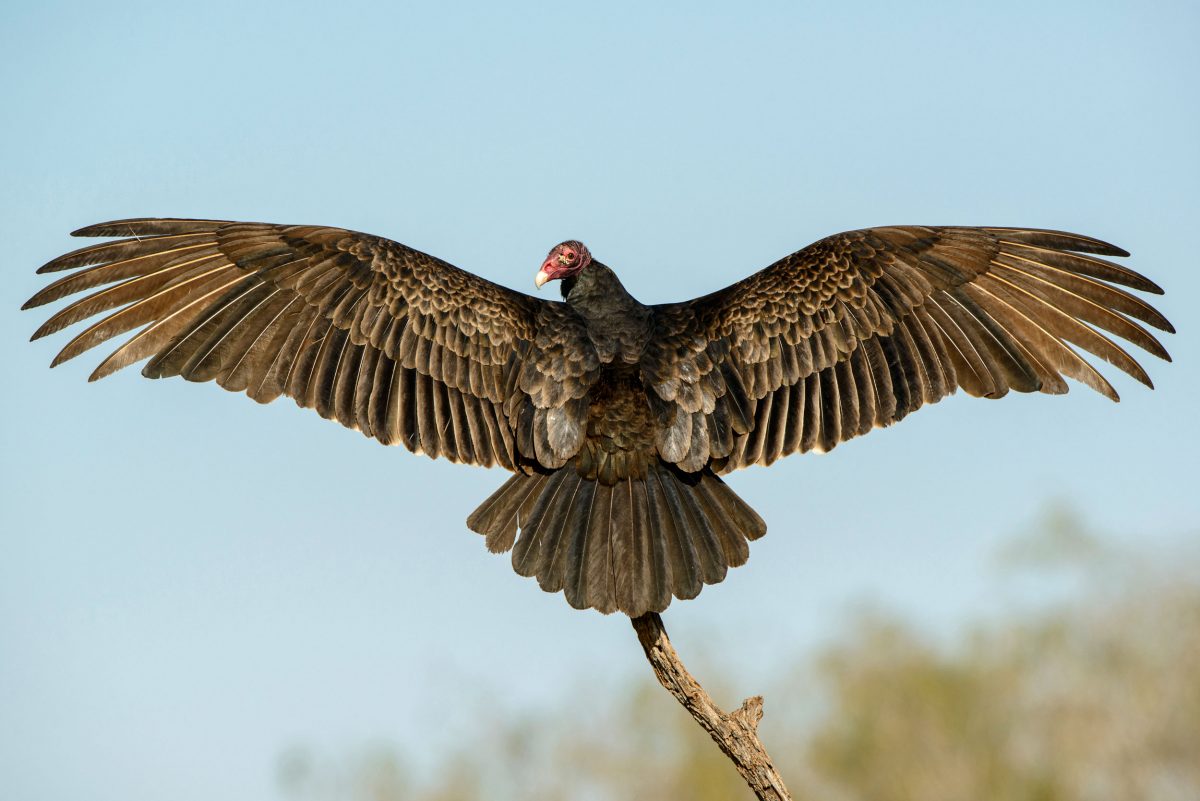 basking turkey vulture