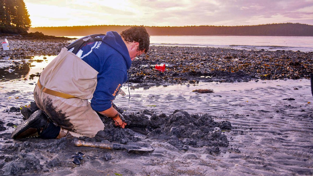 Volunteer Matt Vandaele helps dig for clams to be tested for saxitoxin at Mission Beach on Kodiak Island, Alaska
