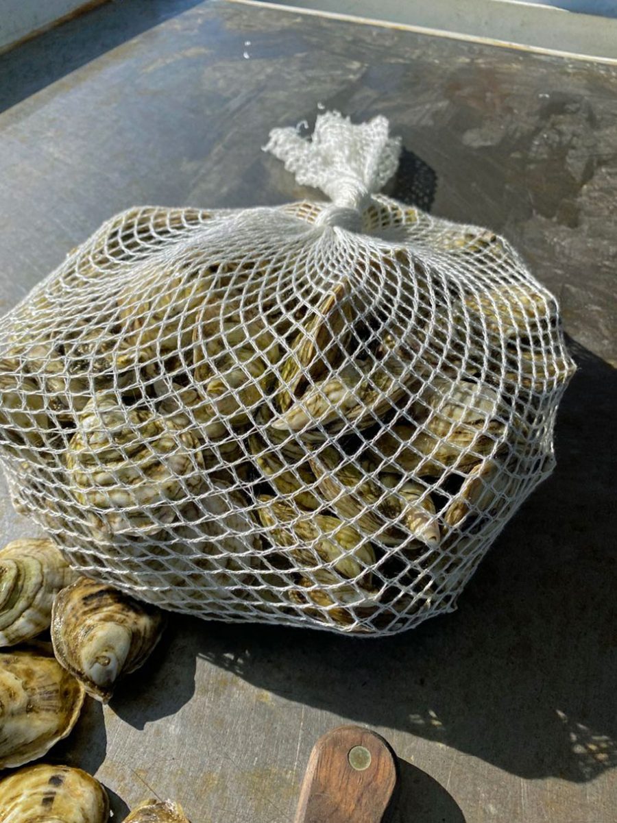 oysters in a beechwood fiber bag