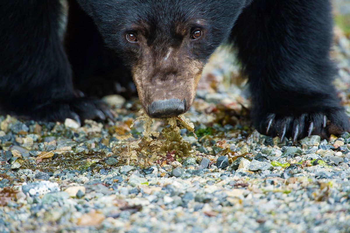 a black bear eats herring roe on seaweed