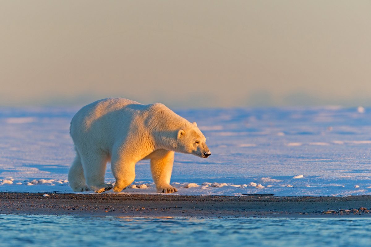 polar bear on the shore, Alaska
