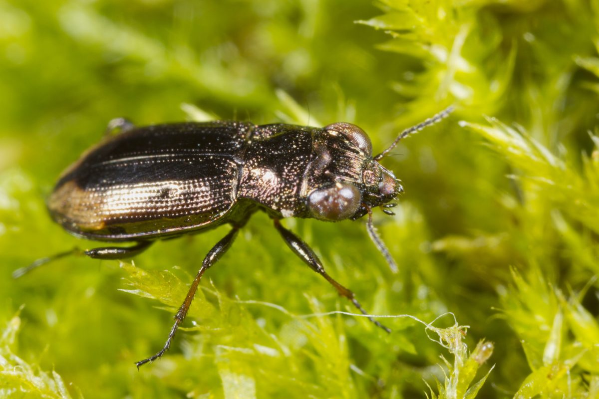 Big-eyed Bronze Ground Beetle (Notiophilus biguttatus) 