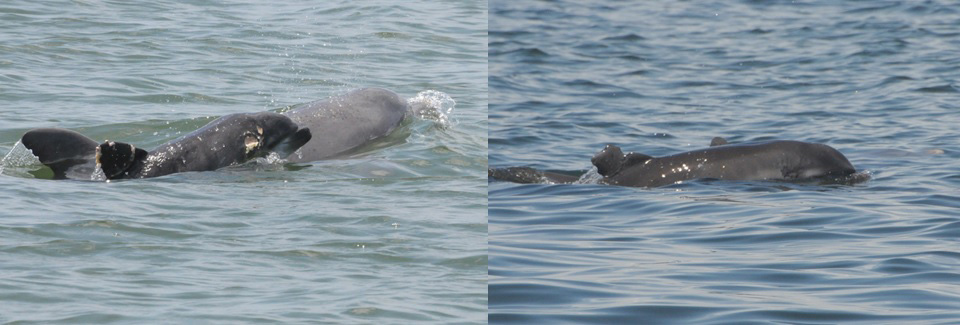 Before and after photos show how one dolphin has recovered from its encounter with a shark. Photos by the Chicago Zoological Society’s Sarasota Dolphin Research Program. Photos collected under National Marine Fisheries Service Scientific Research Permit No. 15543.