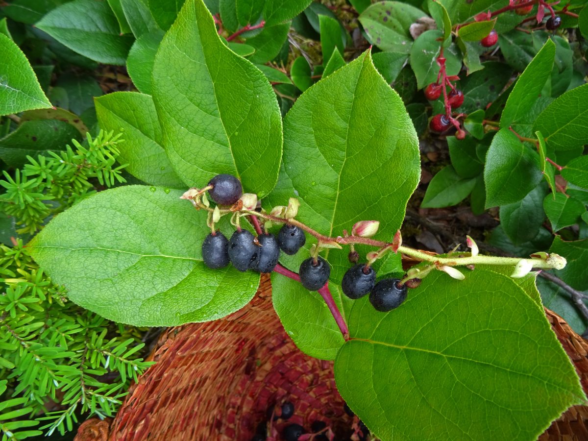 salal with berries