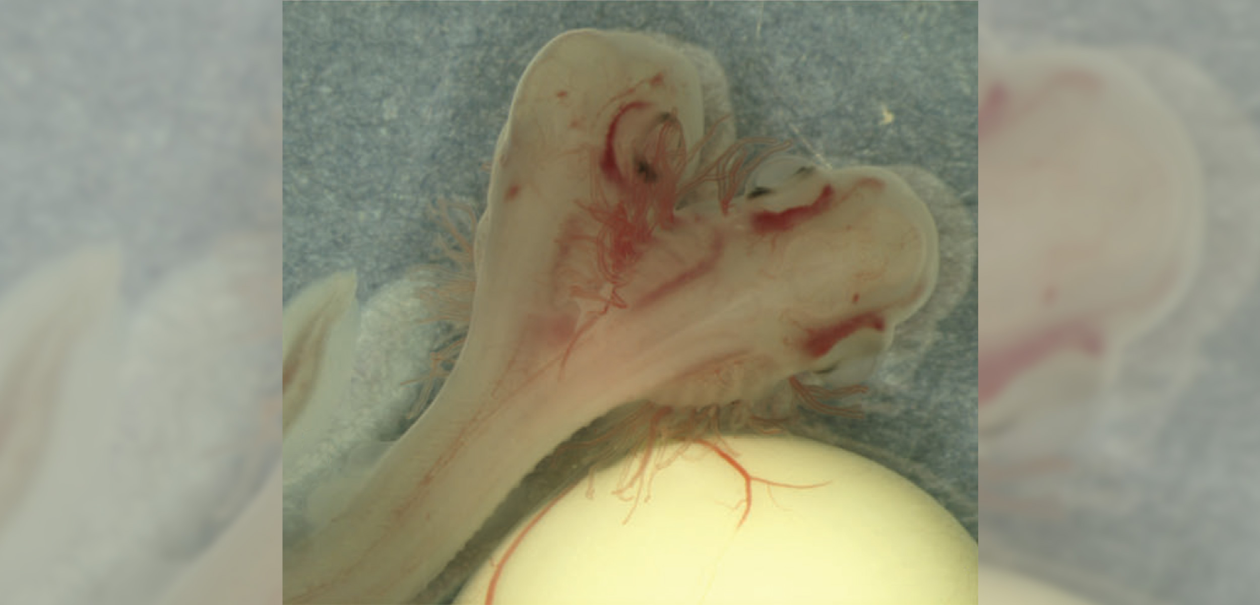 This is the first two-headed shark discovered from an egg-laying shark species. Photo by Sans-Coma et al. 