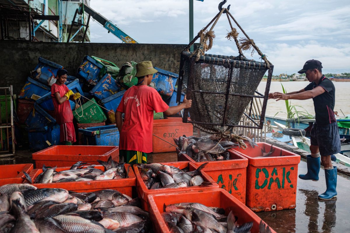 Workers unload fish as loaded boats arrive at the wholesale fish market