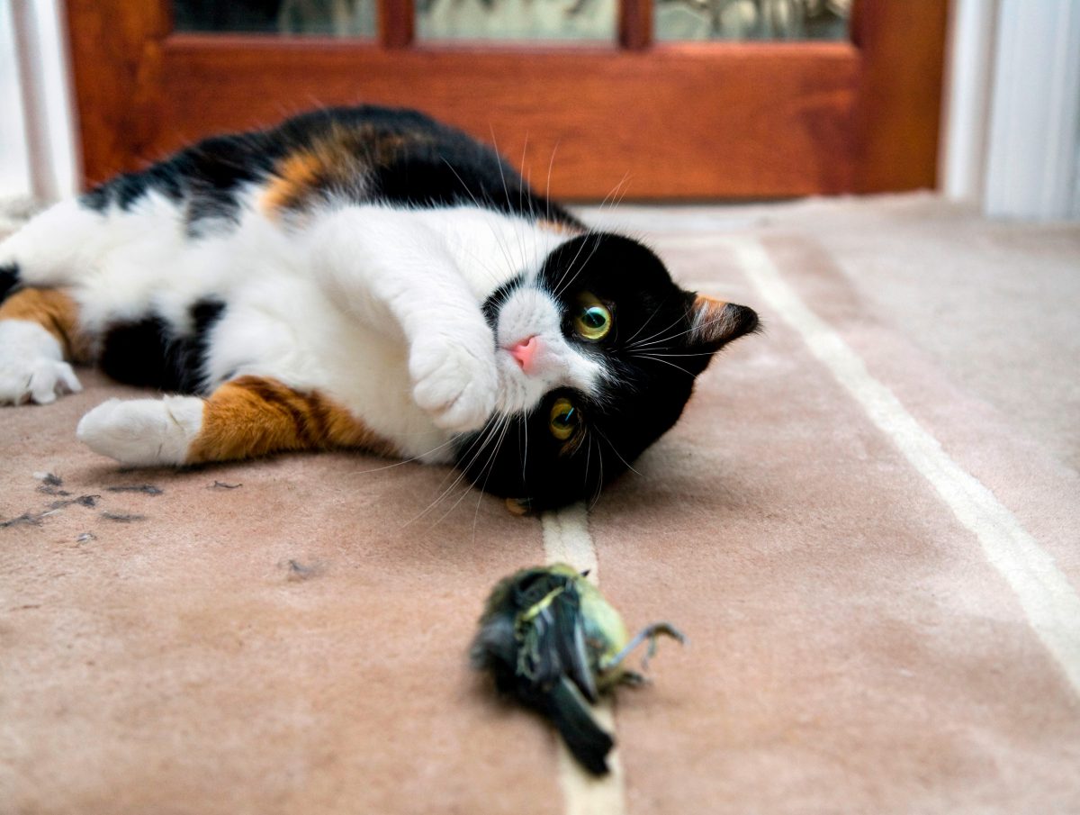 cat with dead bird lying on floor
