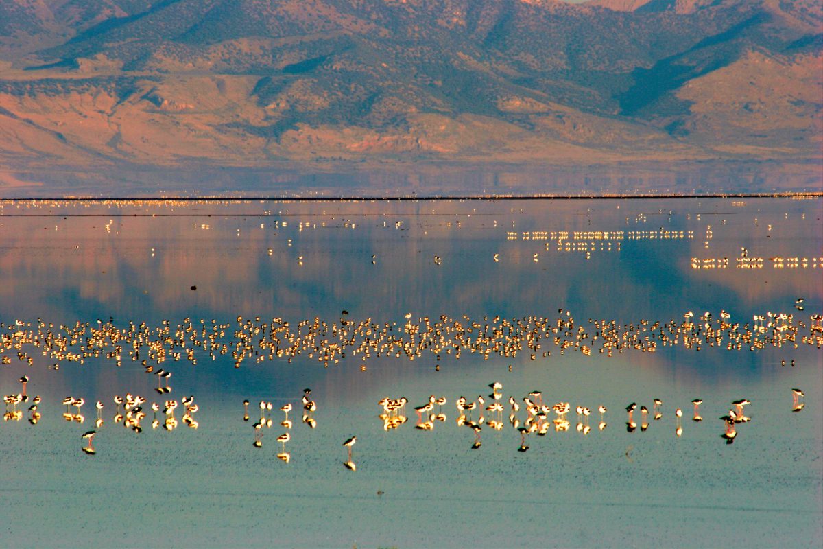 birds in the Great Salt Lake