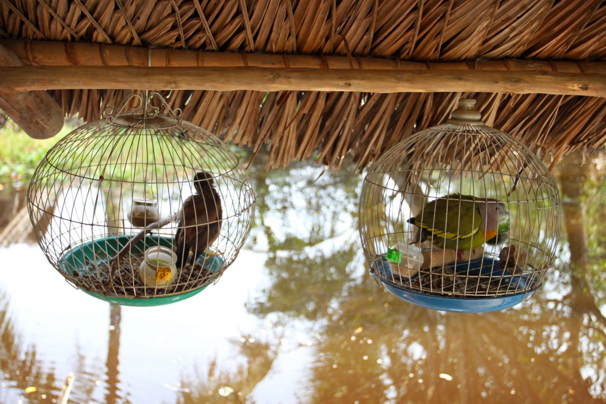 caged birds at Tám Hổ's home