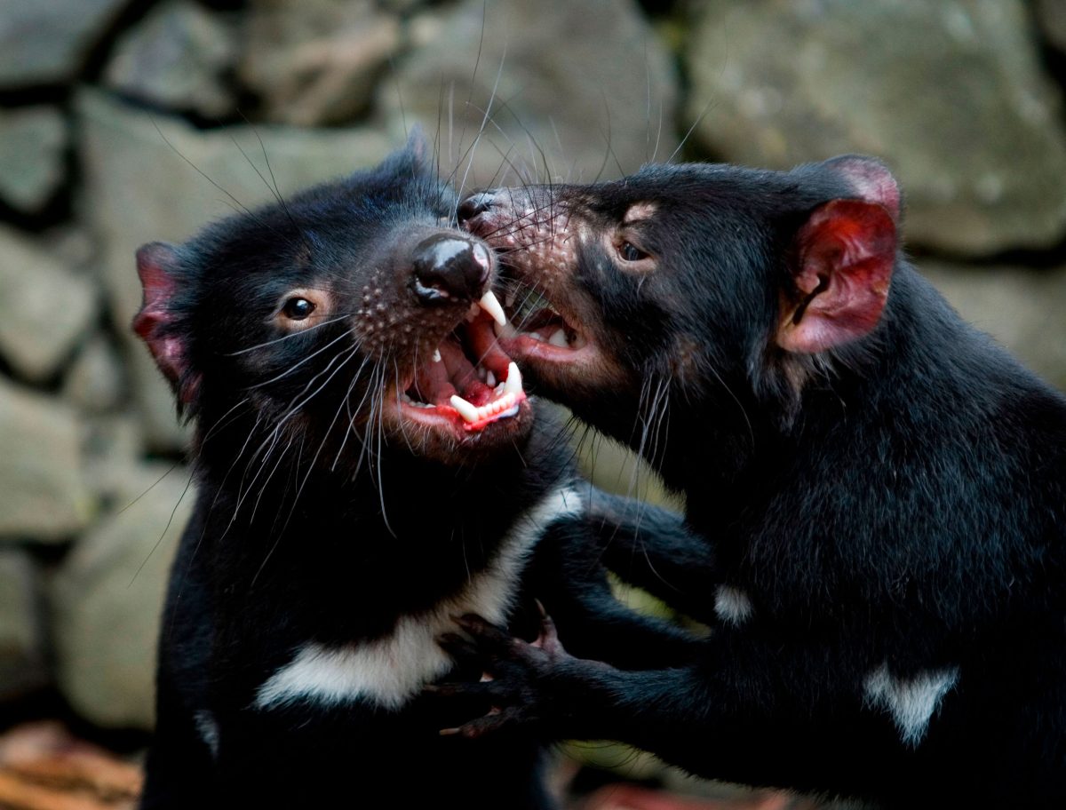 Tasmanian devils biting each other