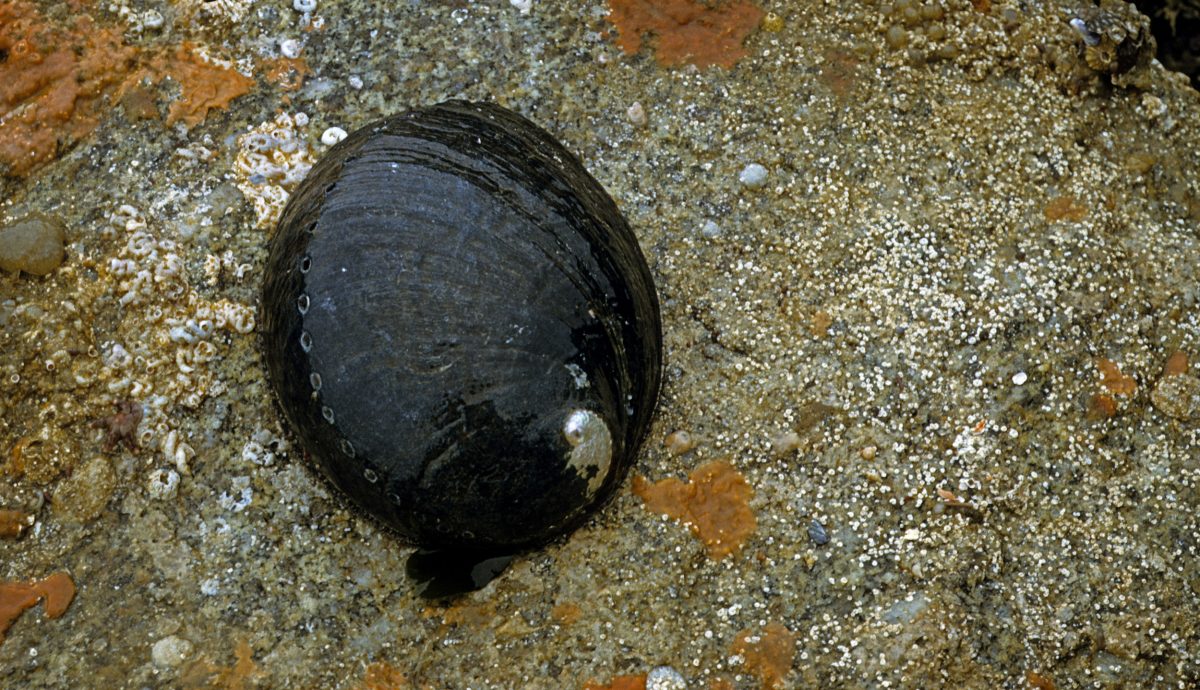 Black Abalone (Haliotis cracherodii)