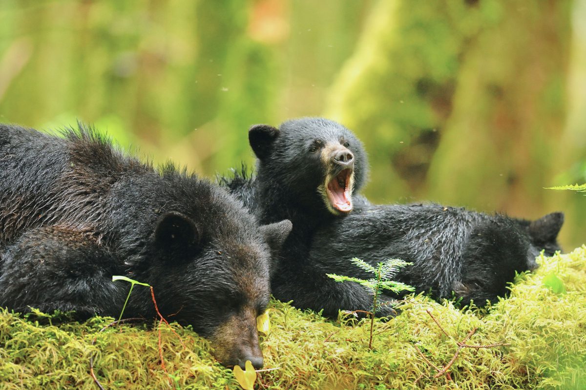 Black Bear (Ursus americanus) at rest with cubs, Princess Royal Island, Great Bear Rainforest