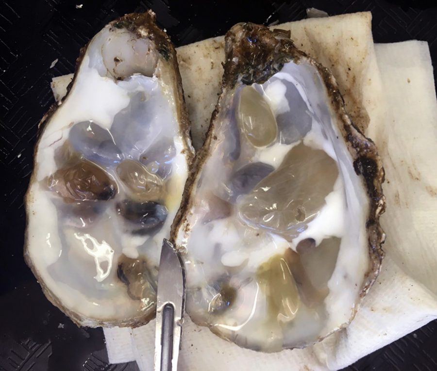 oyster with blisters from parasites