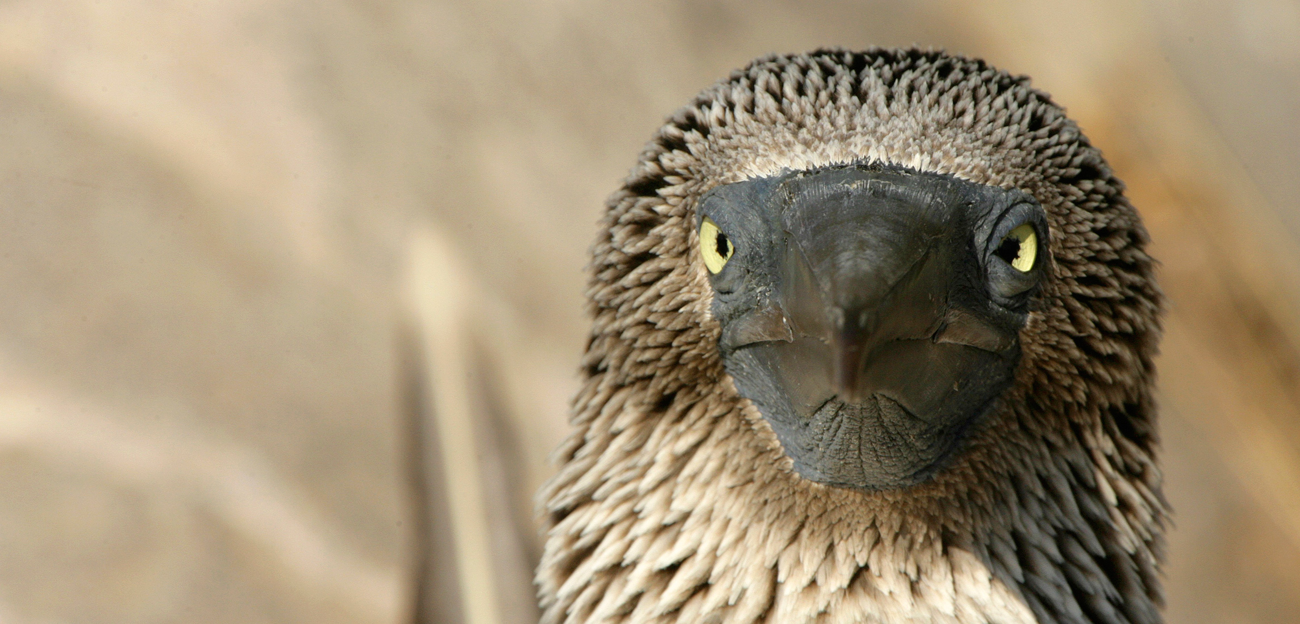 The blue-footed booby may seem comical on land, but it has a sinister side. Photo by David Fettes/Corbis
