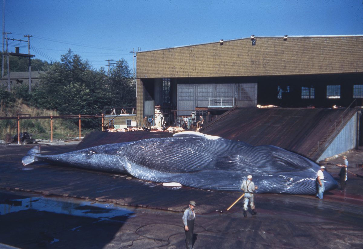 blue whale at Coal Harbour whaling station