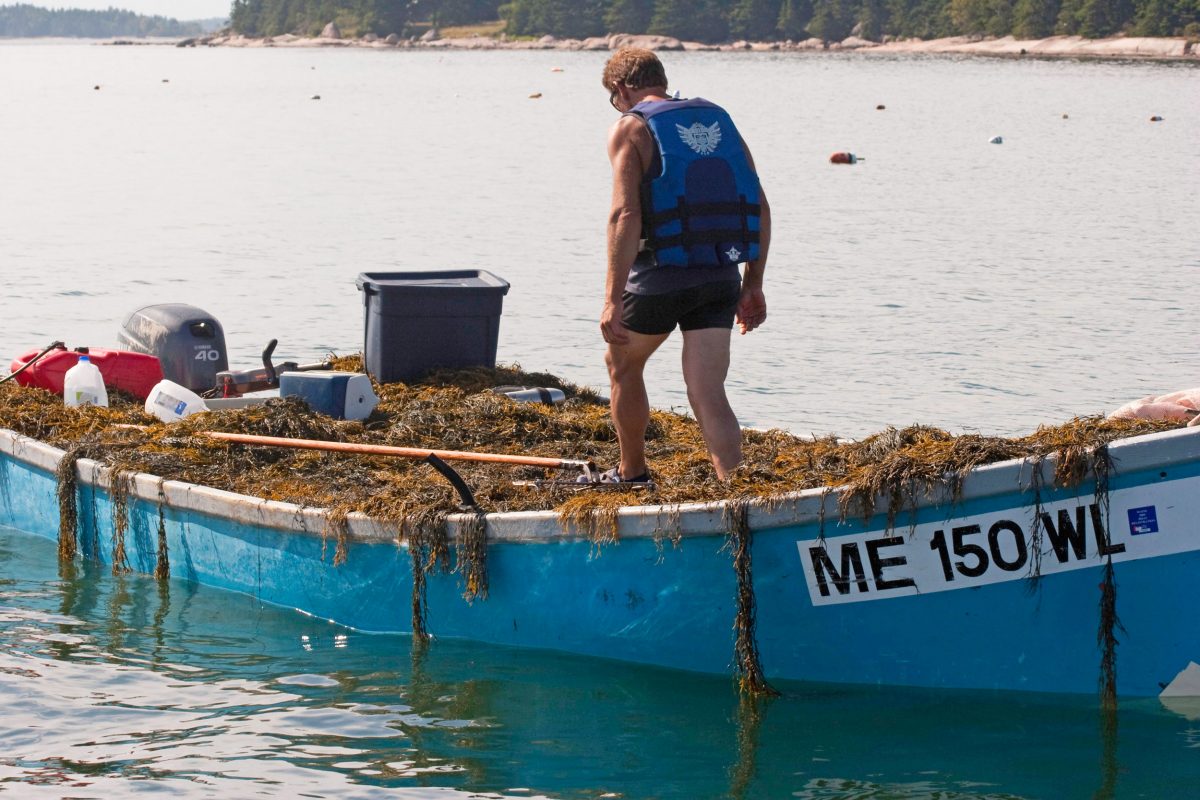 boat harvesting rockweed in Maine
