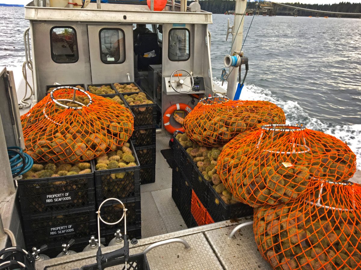 crates of sea urchin on a boat