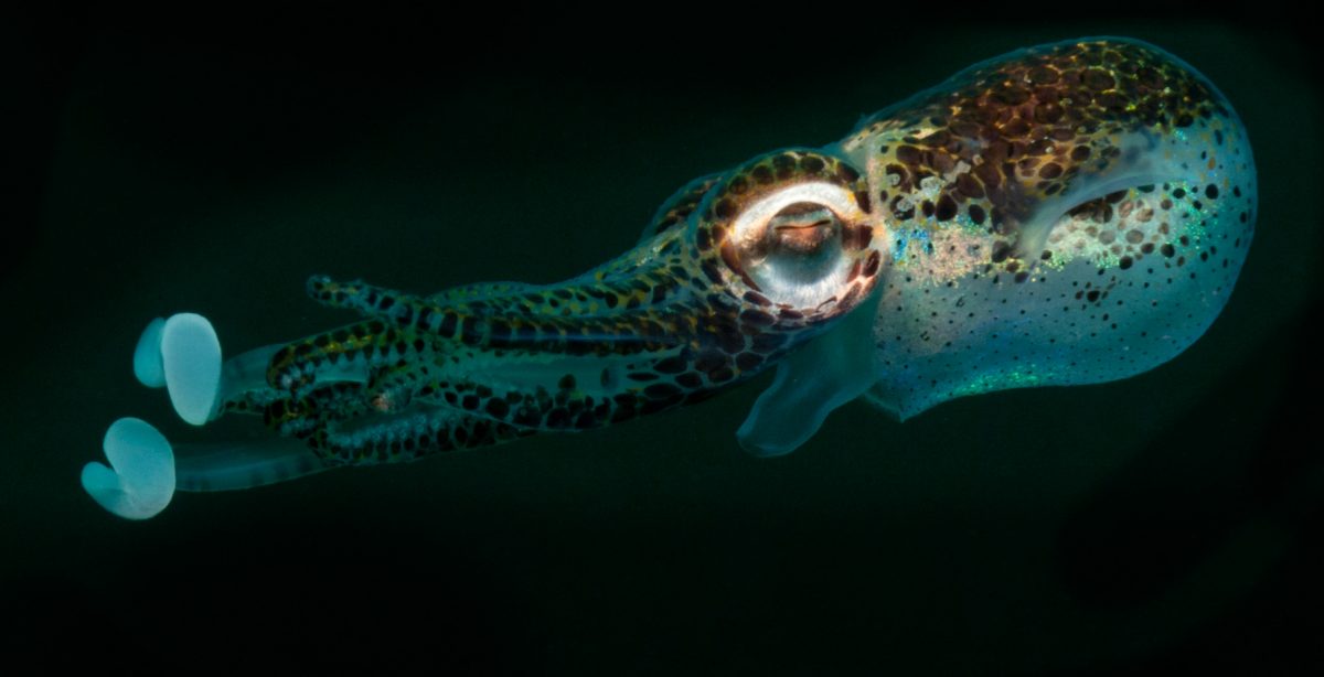 Bobtail squids house bioluminescent bacteria in their tissues. Viewed from below, the glowing cephalopods mimic the moon. Photo by Jurgen Freund/Minden Pictures