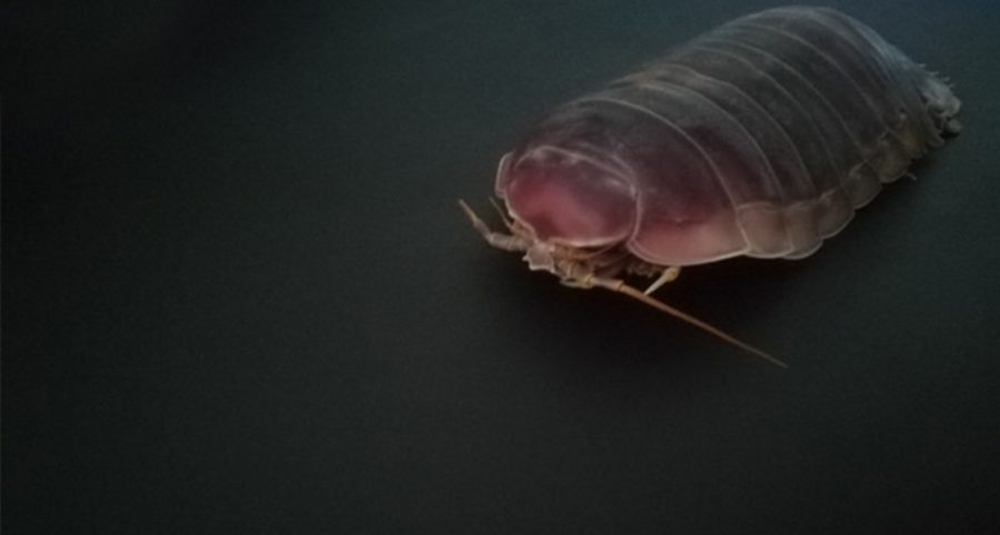 A black background with a brown isopod in the top right corner