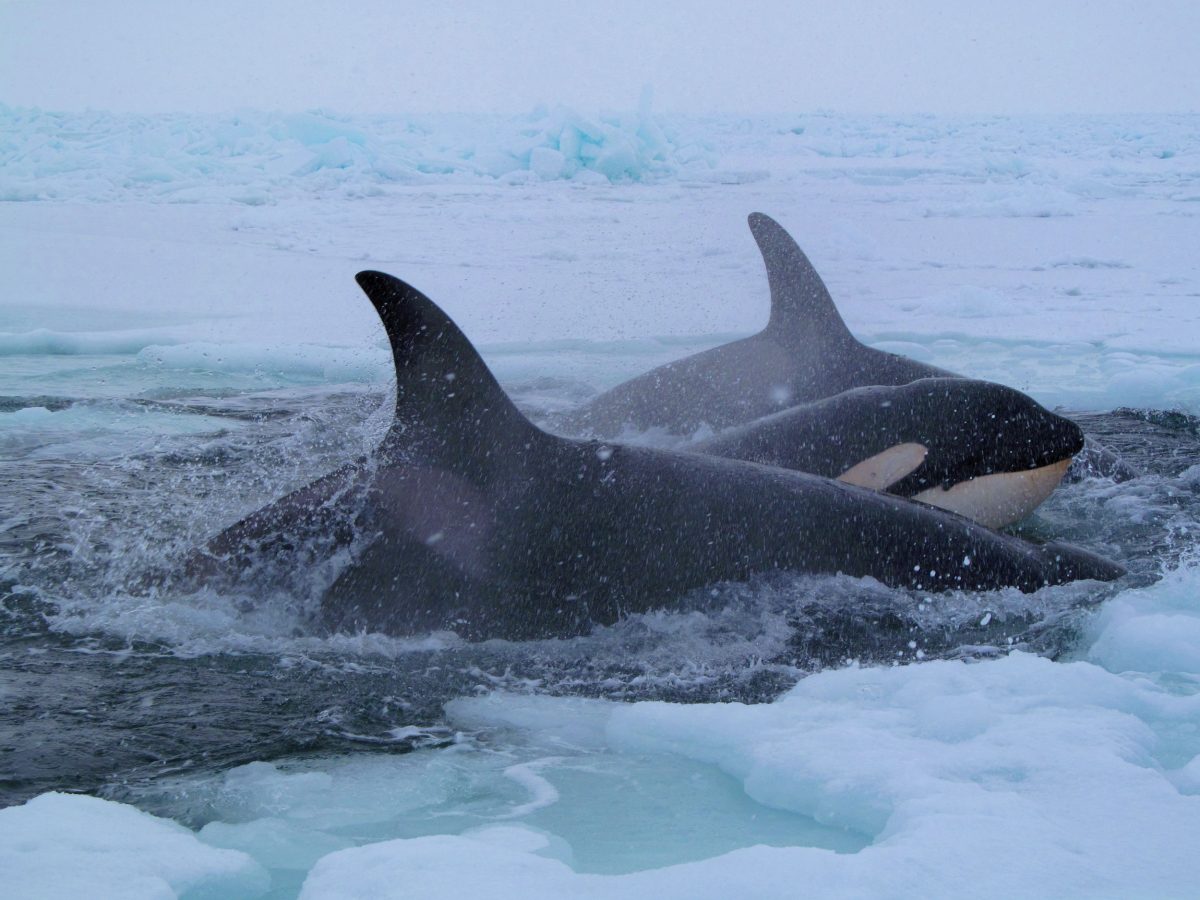 killer whales trapped in arctic sea ice