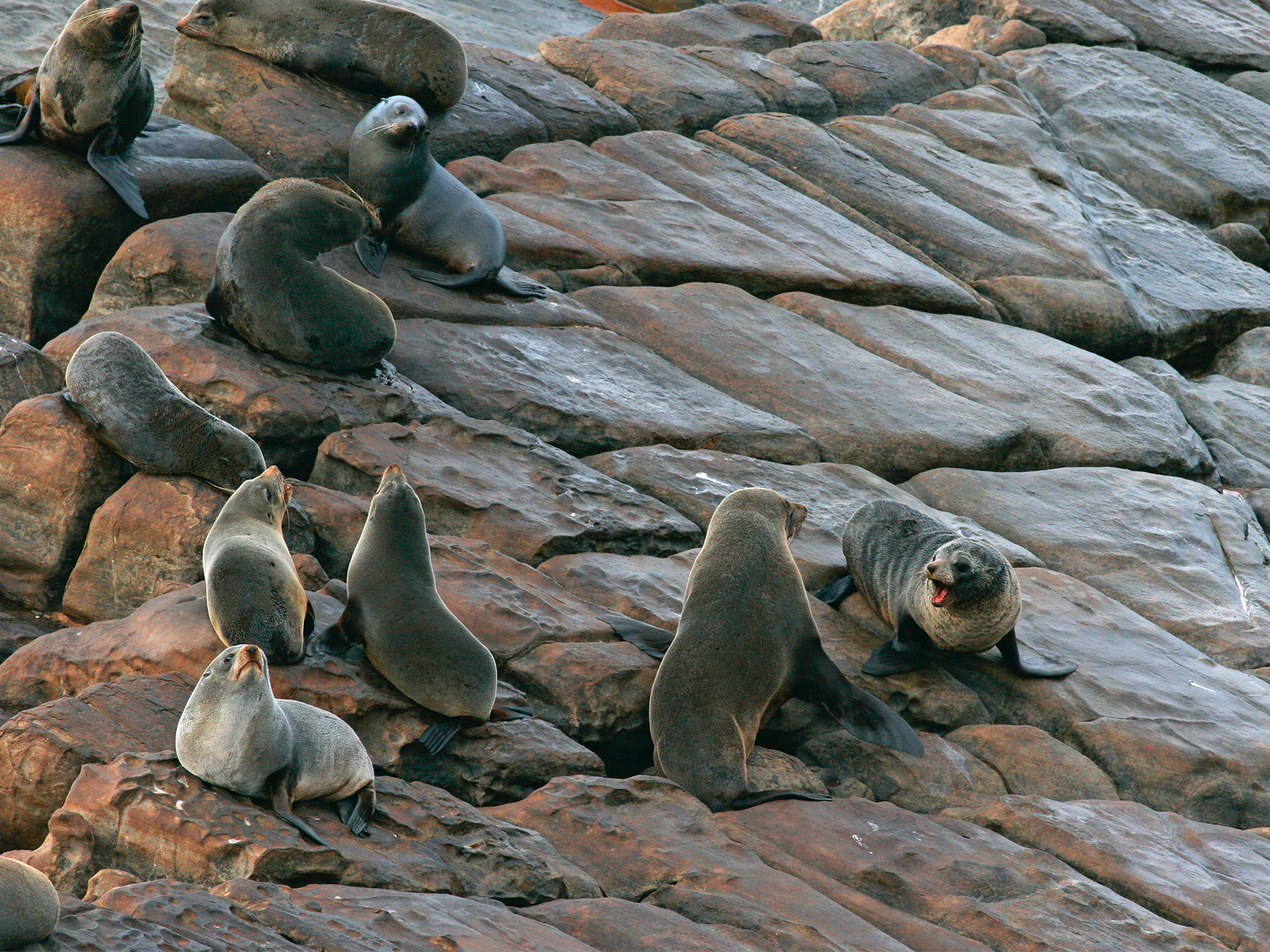 Group of gray seals on a gray brown rock next to the ocean 