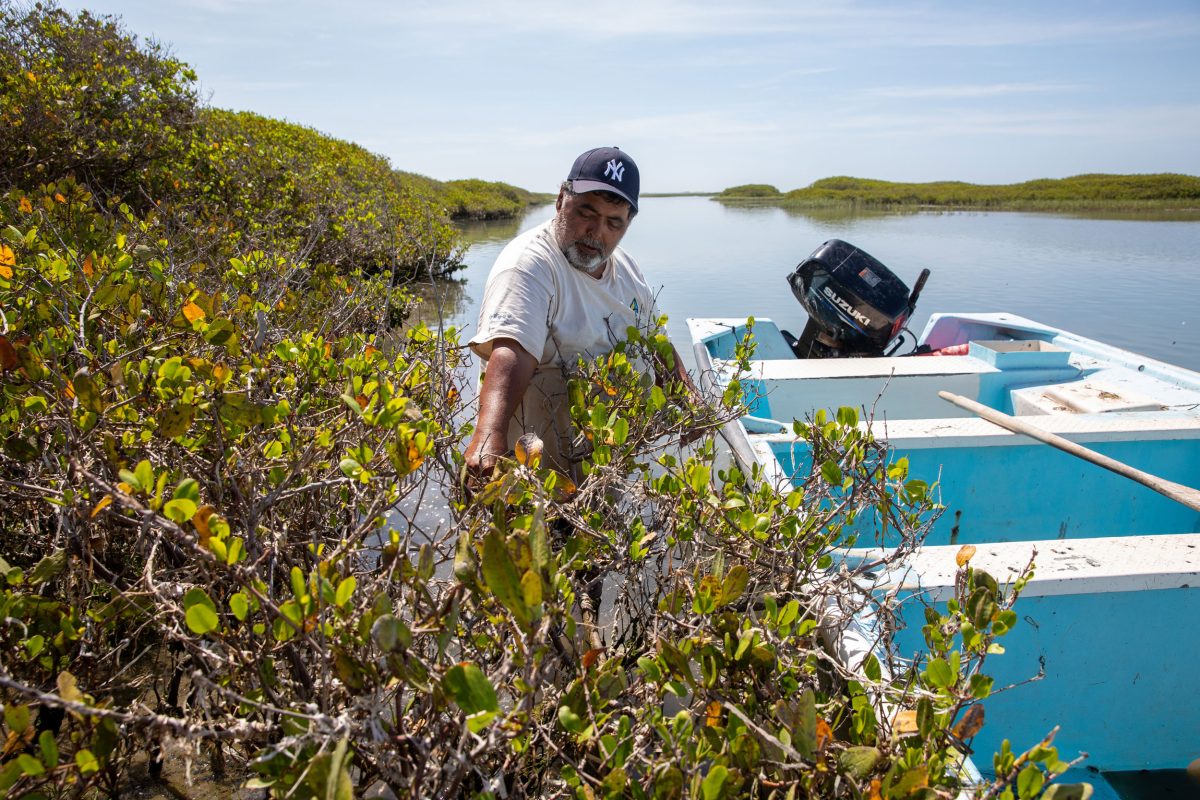Borbón stops to clean debris off some of the oldest mangroves in the area